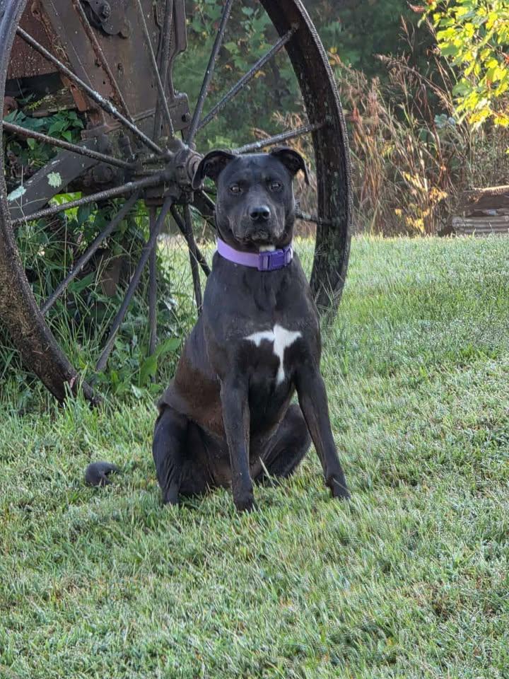 Tootsie, a Adoptable mixed breed in Munfordville, KY image 1/2