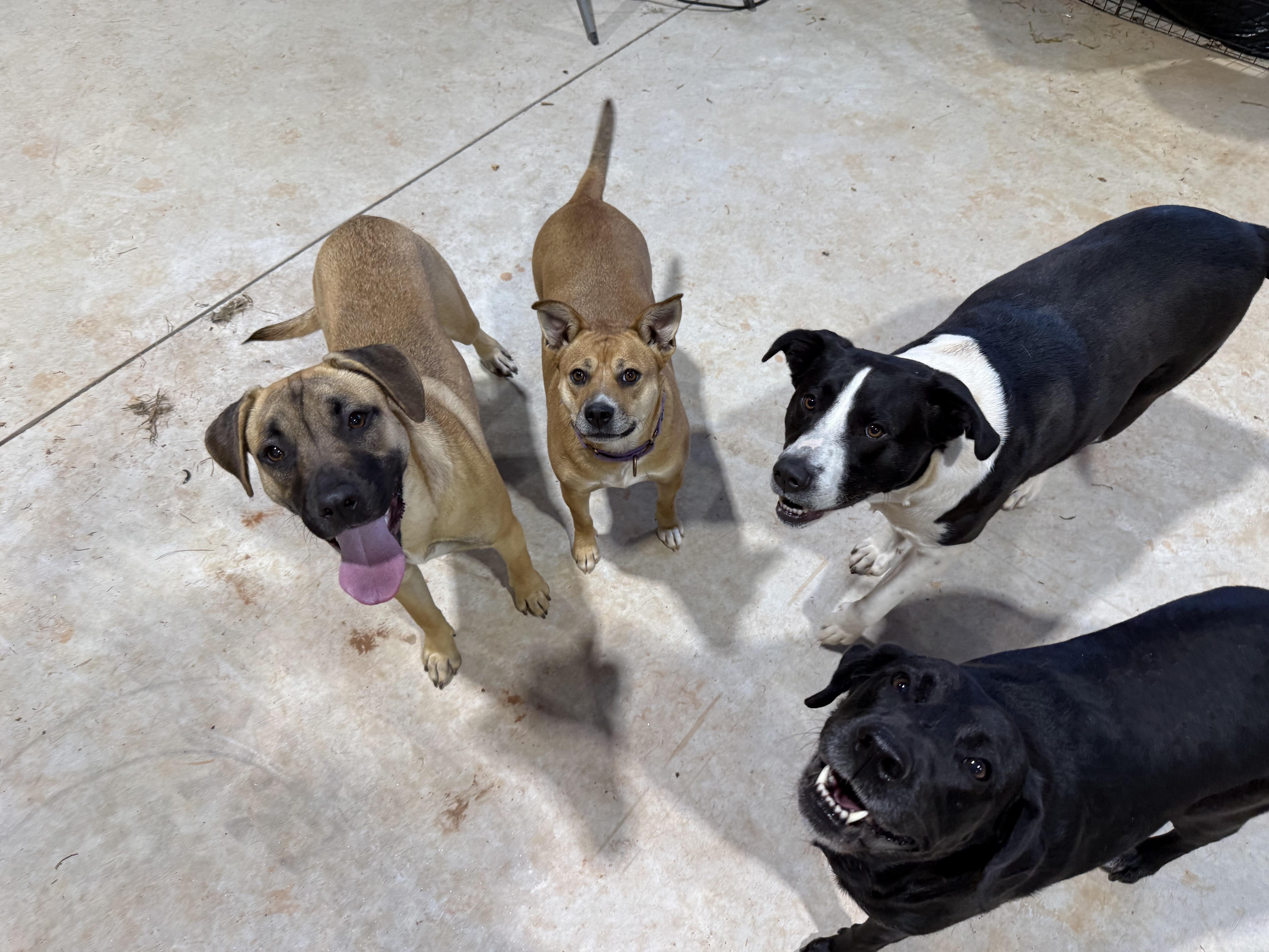 Enlarge Janet, a Adoptable mixed breed in Jackson, GA image 2/6