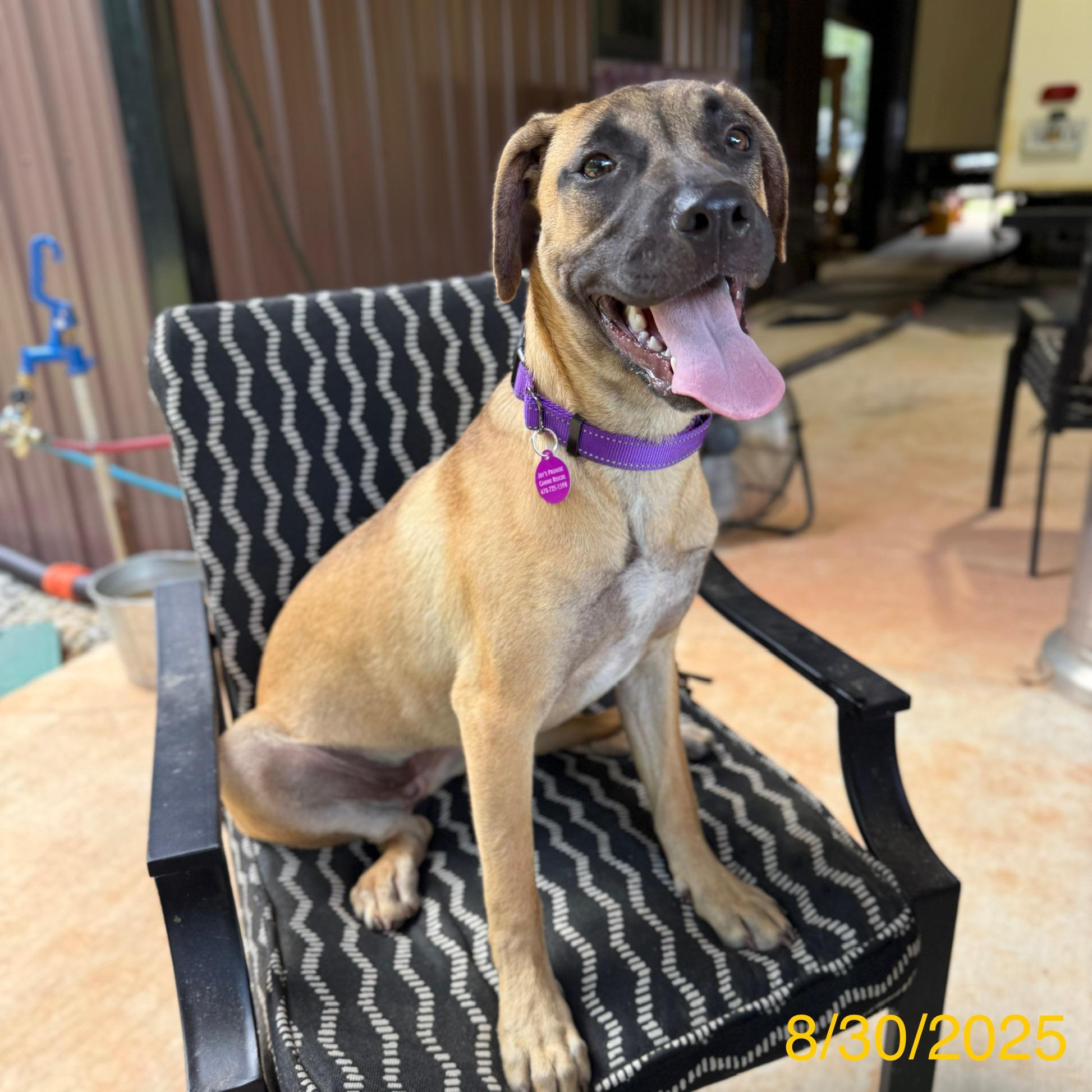 Janet, Adoptable, Young Female Mixed Breed & German Shepherd Dog.