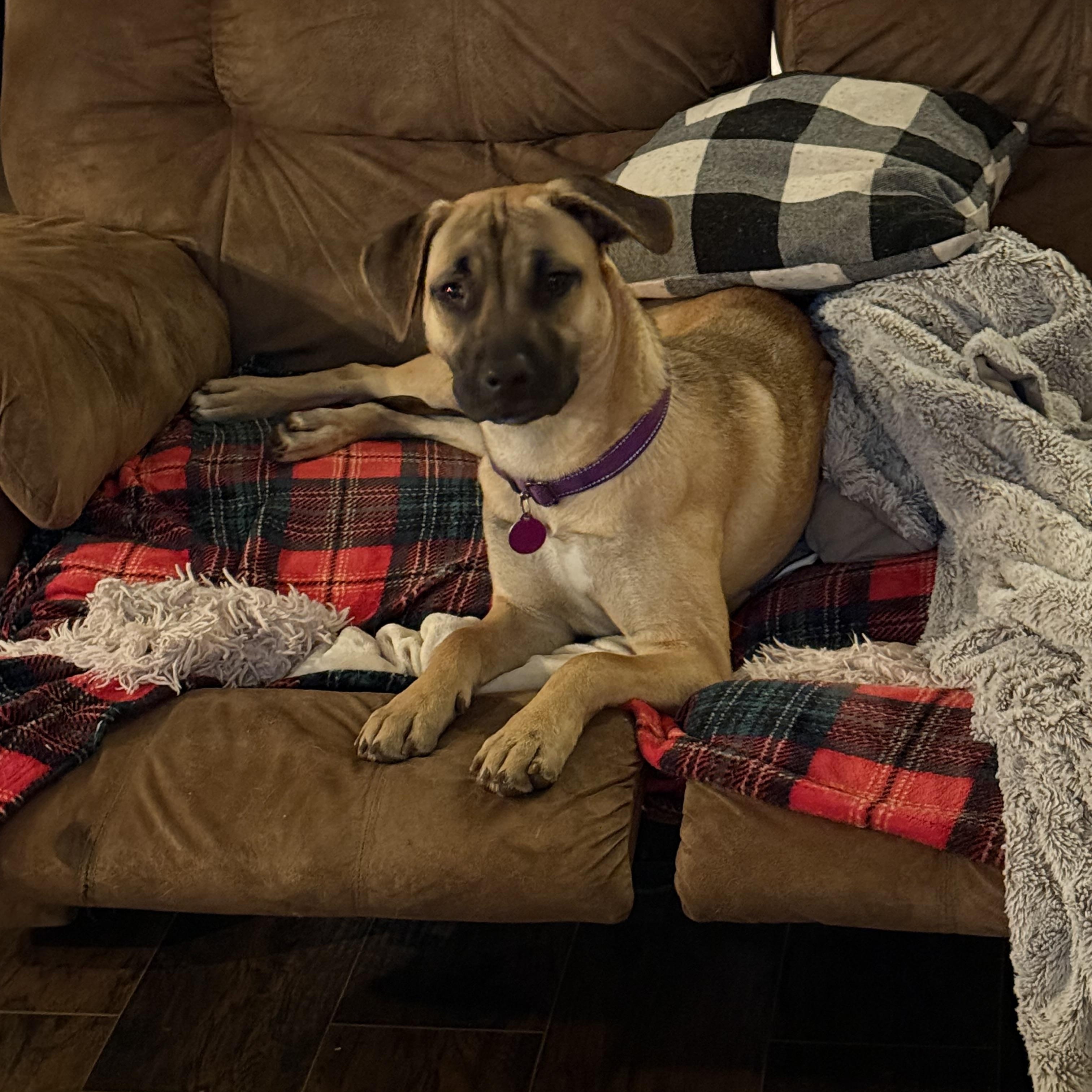 Enlarge Janet, a Adoptable mixed breed in Jackson, GA image 5/6