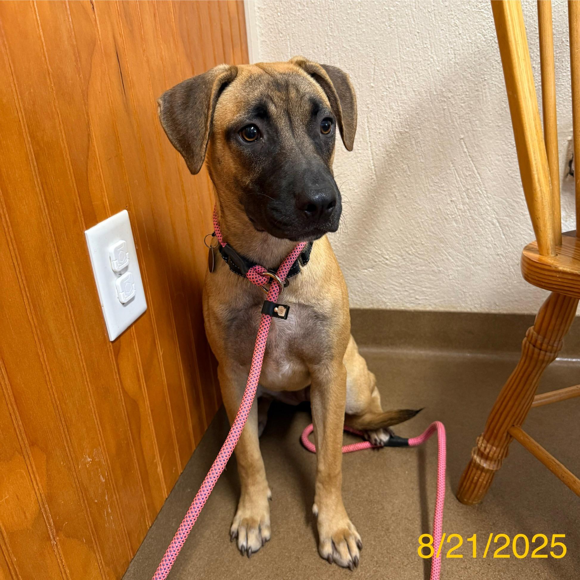 Enlarge Janet, a Adoptable mixed breed in Jackson, GA image 4/6