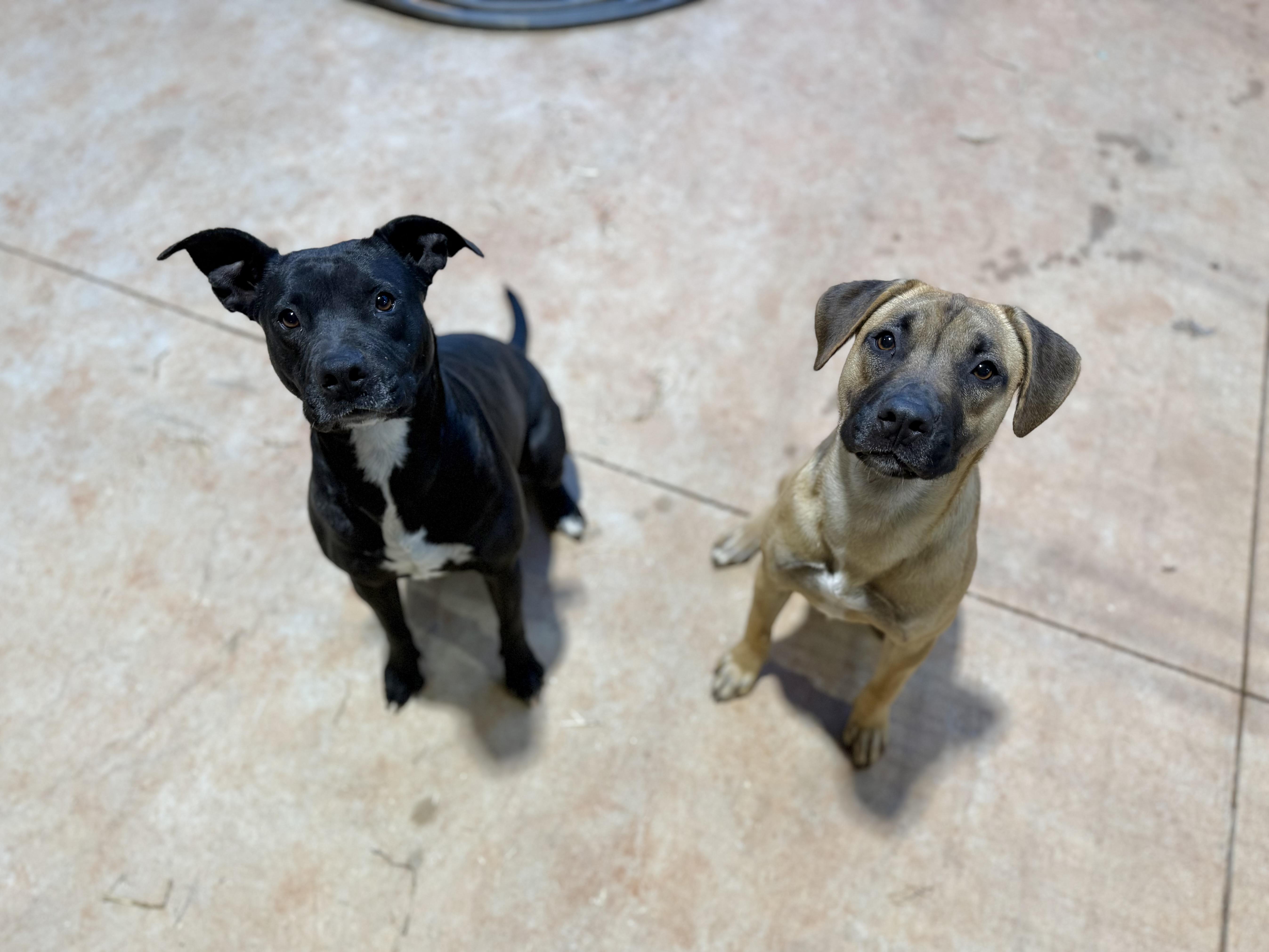 Enlarge Janet, a Adoptable mixed breed in Jackson, GA image 3/6