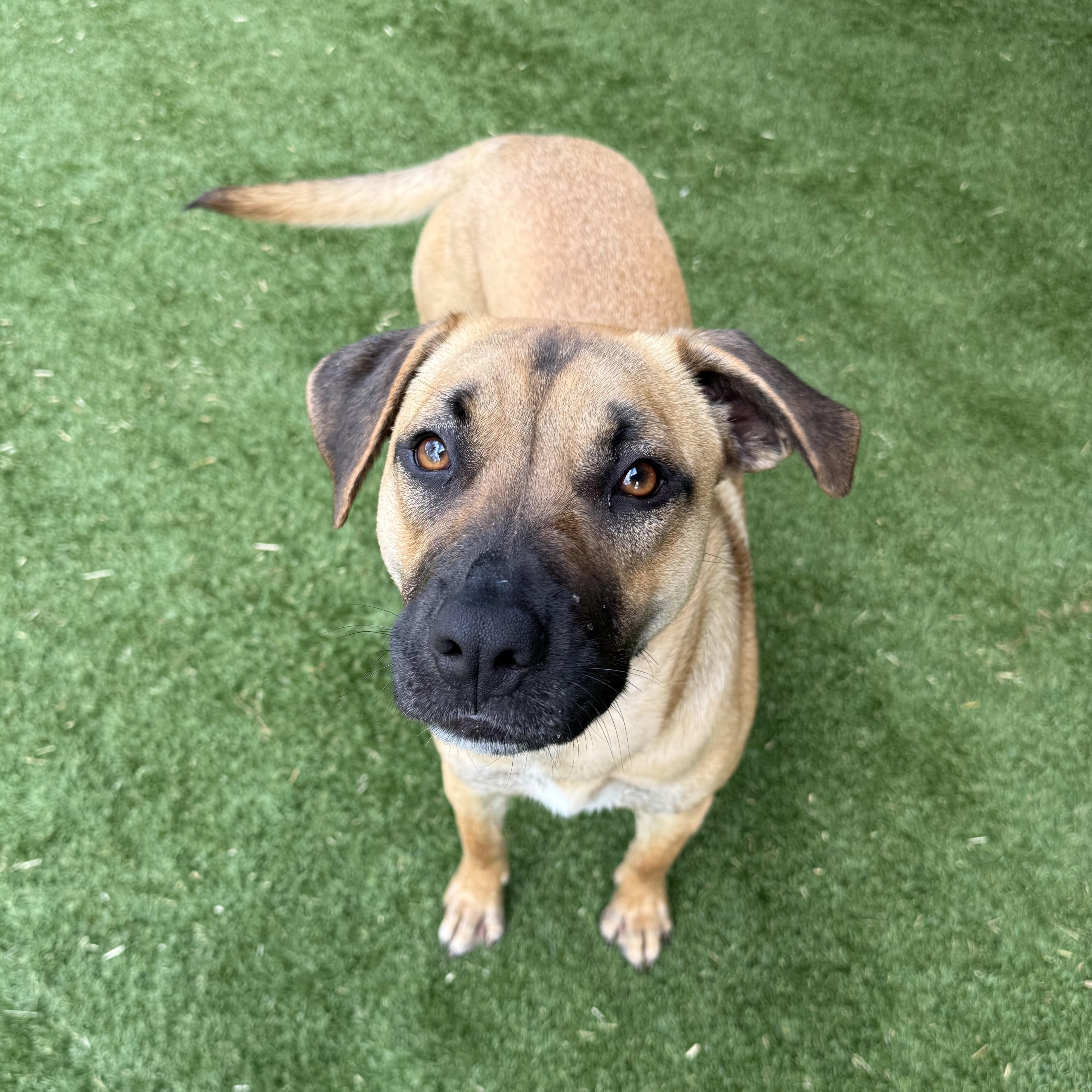 Enlarge Janet, a Adoptable mixed breed in Jackson, GA image 5/6