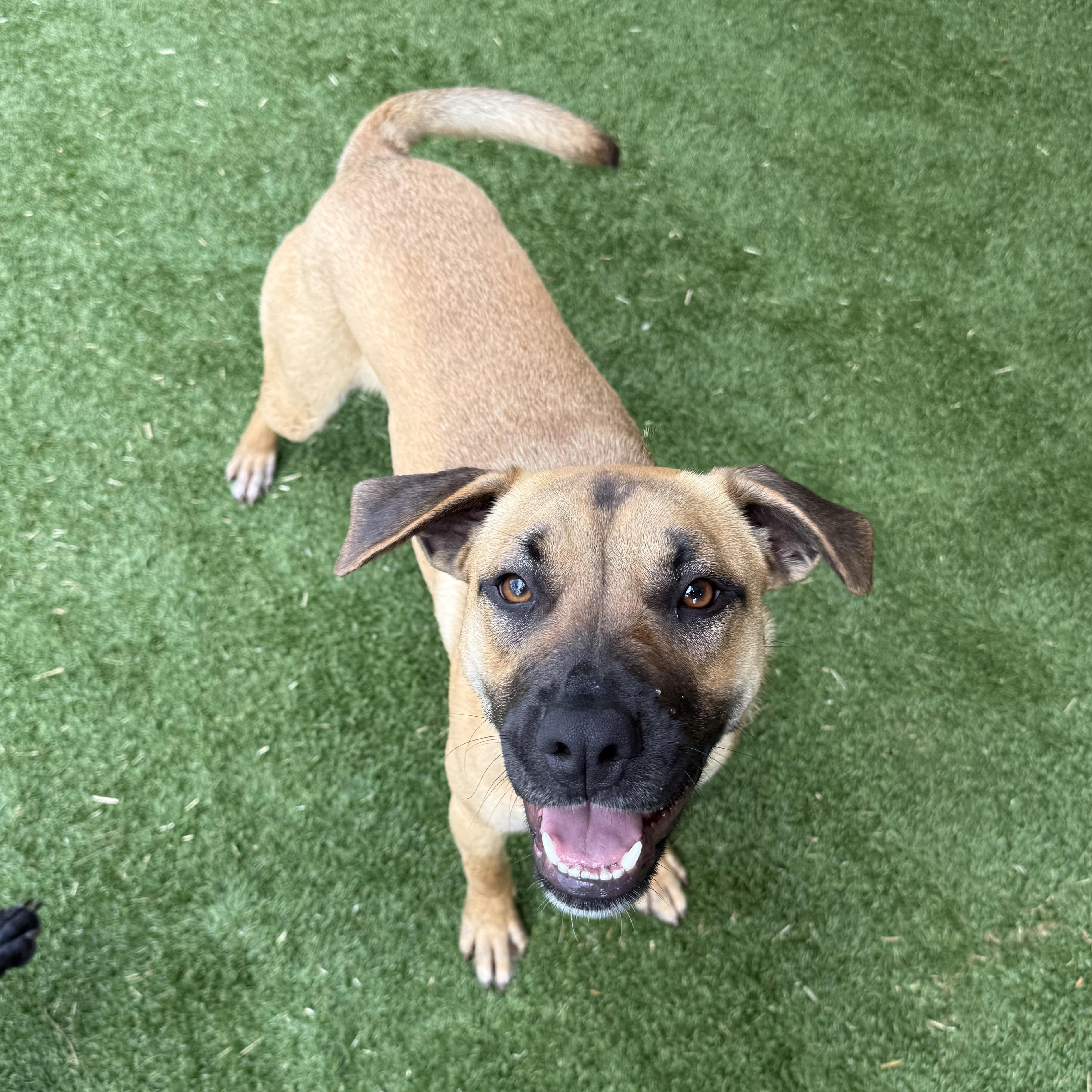 Enlarge Janet, a Adoptable mixed breed in Jackson, GA image 1/6