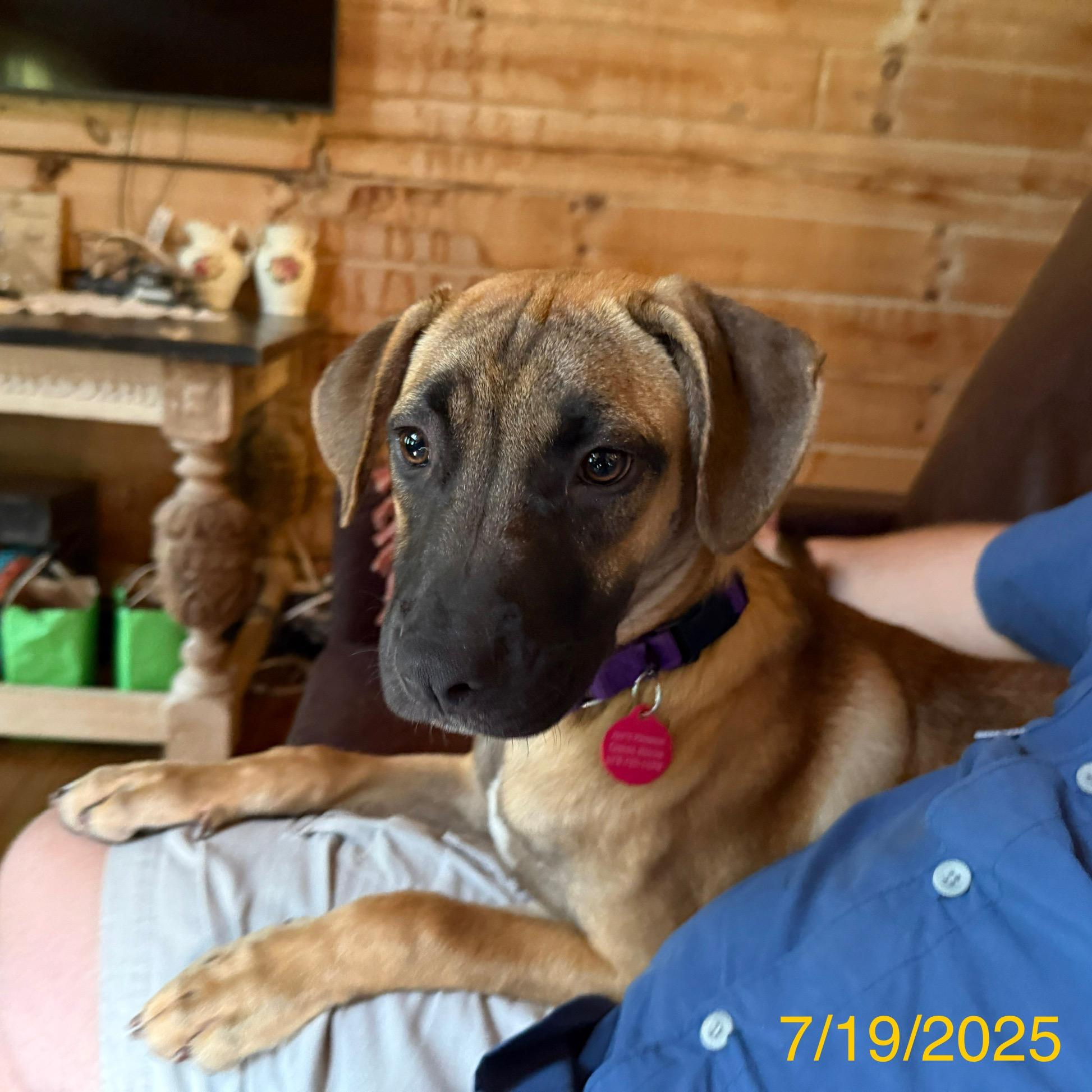 Enlarge Janet, a Adoptable mixed breed in Jackson, GA image 6/6