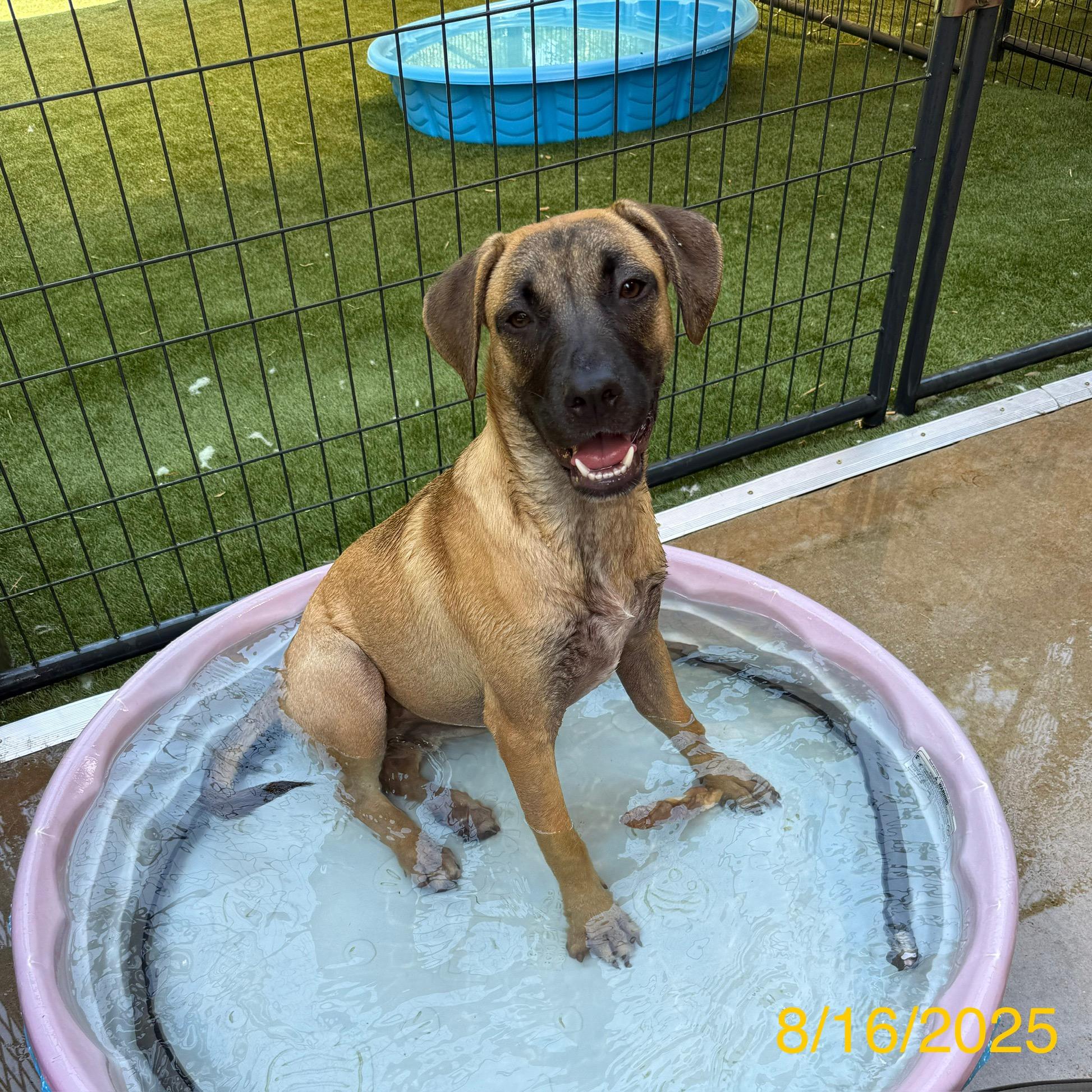 Enlarge Janet, a Adoptable mixed breed in Jackson, GA image 5/6