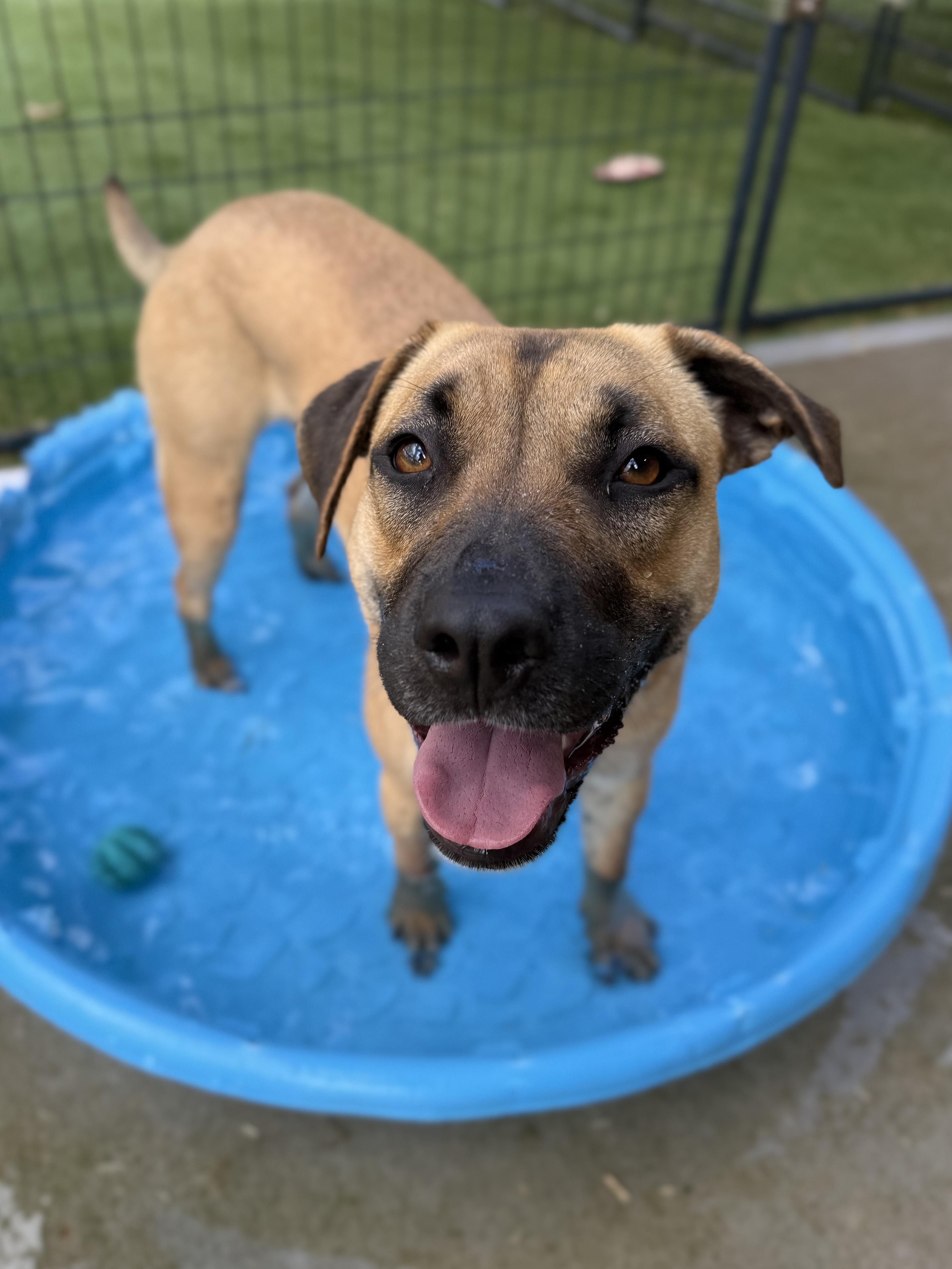 Enlarge Janet, a Adoptable mixed breed in Jackson, GA image 6/6