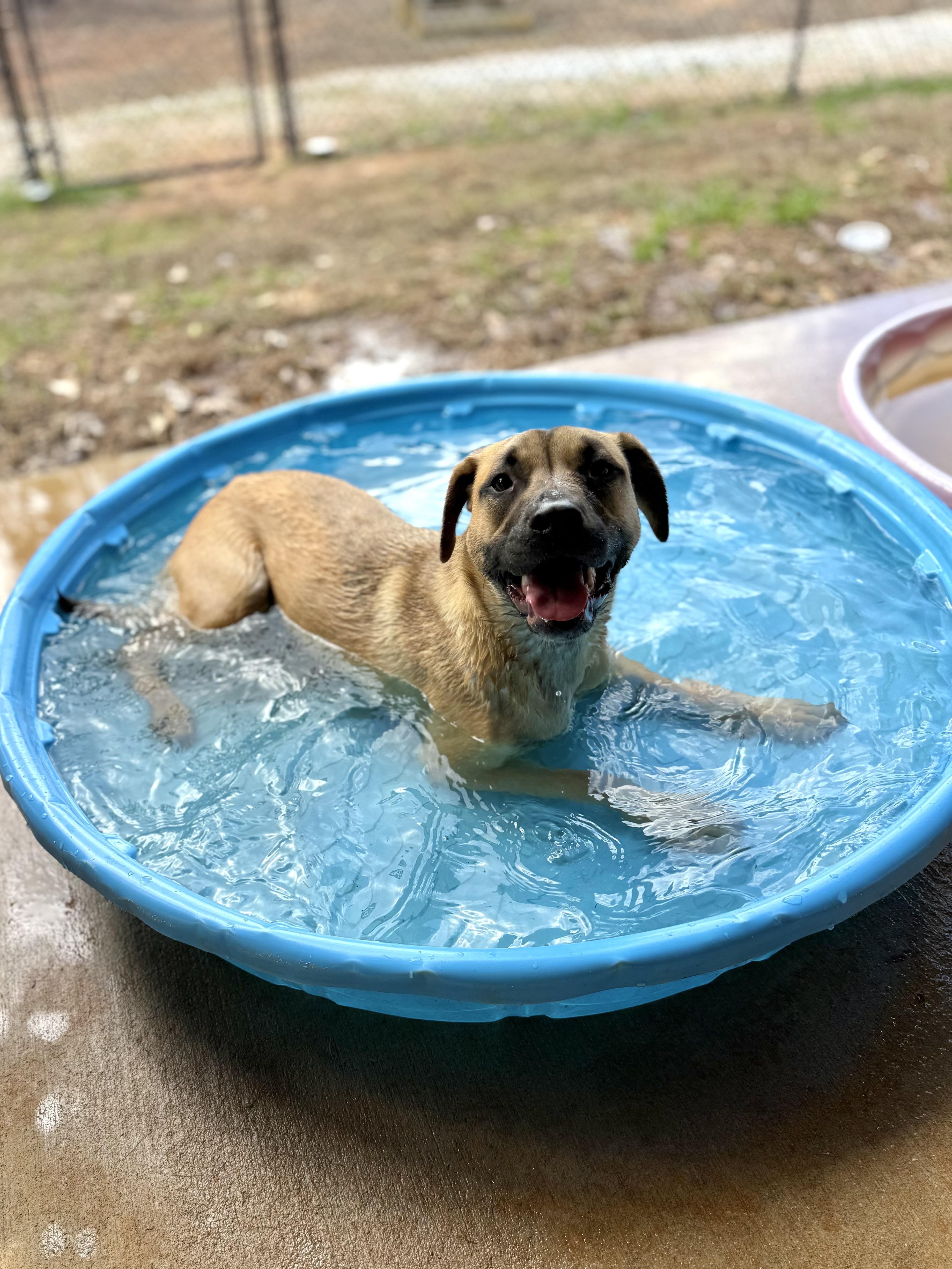 Enlarge Janet, a Adoptable mixed breed in Jackson, GA image 4/6
