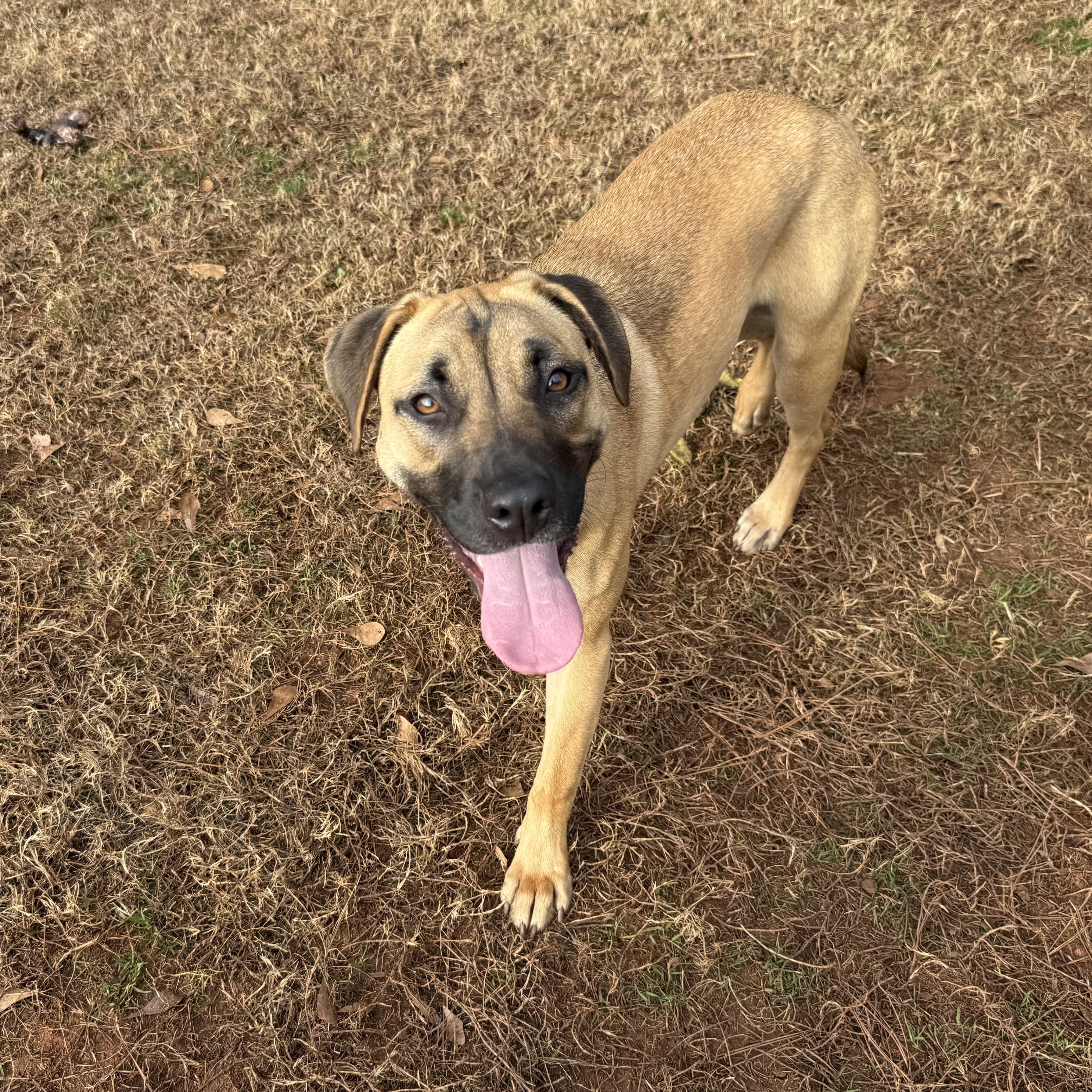 Enlarge Janet, a Adoptable mixed breed in Jackson, GA image 1/6