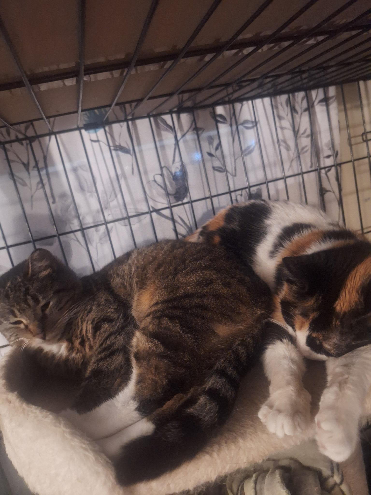 Hope and Faith, a Adoptable Domestic Short Hair in Wilmington, NC image 4/6
