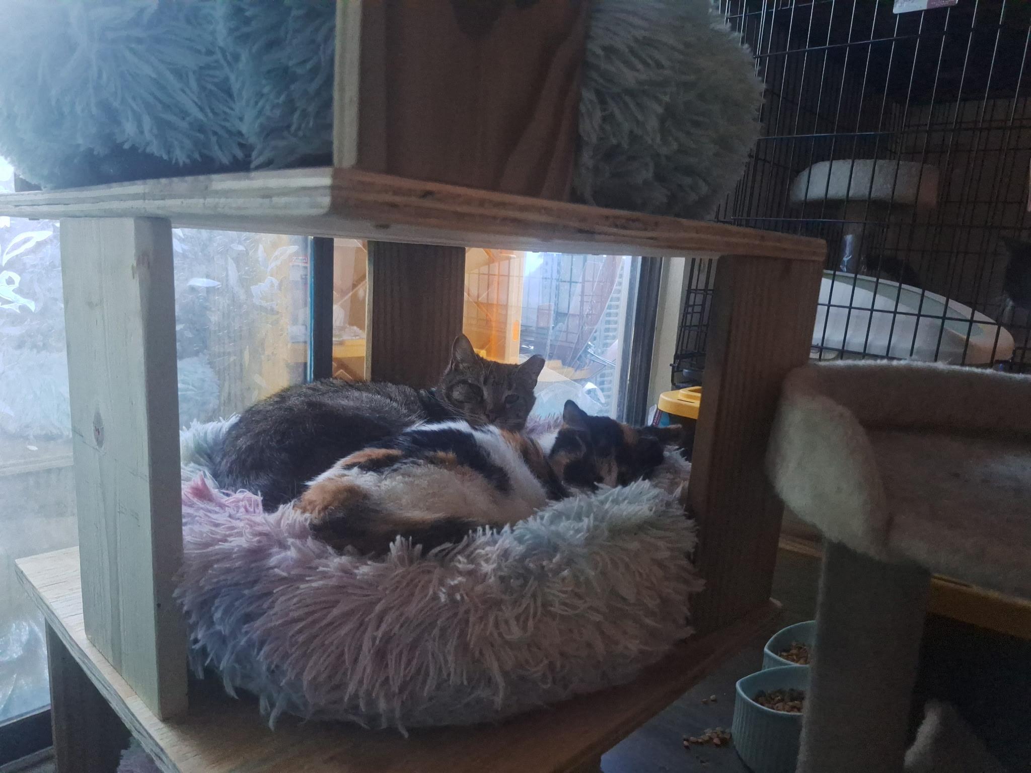 Hope and Faith, a Adoptable Domestic Short Hair in Wilmington, NC image 3/6