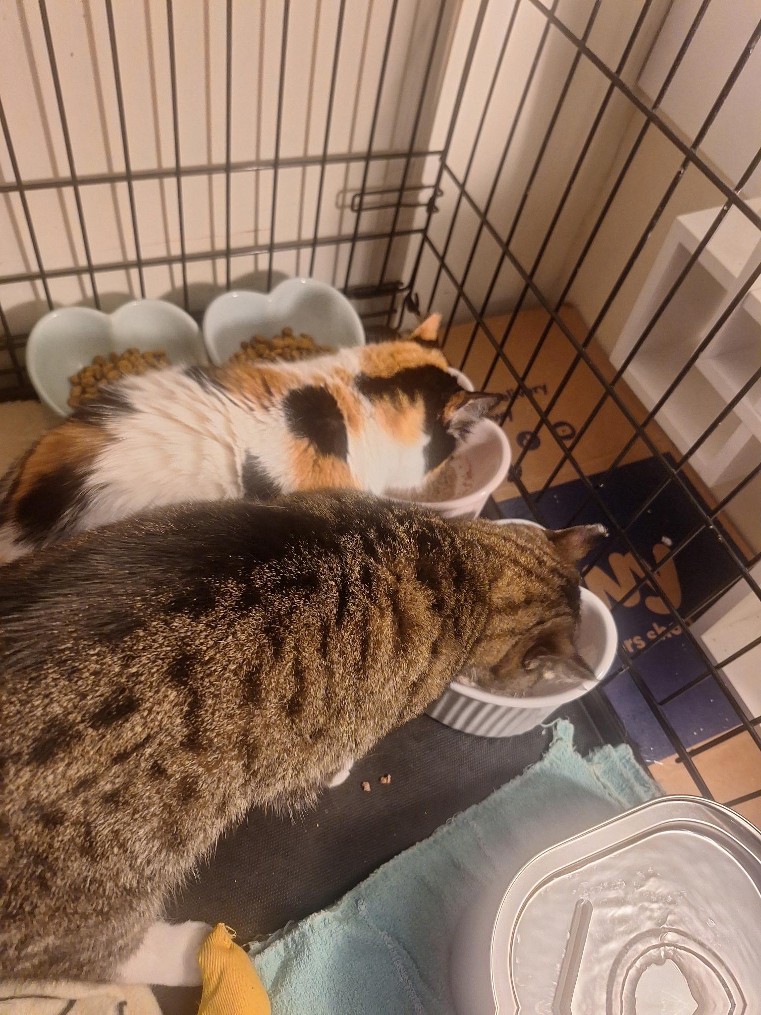 Hope and Faith, a Adoptable Domestic Short Hair in Wilmington, NC image 2/6