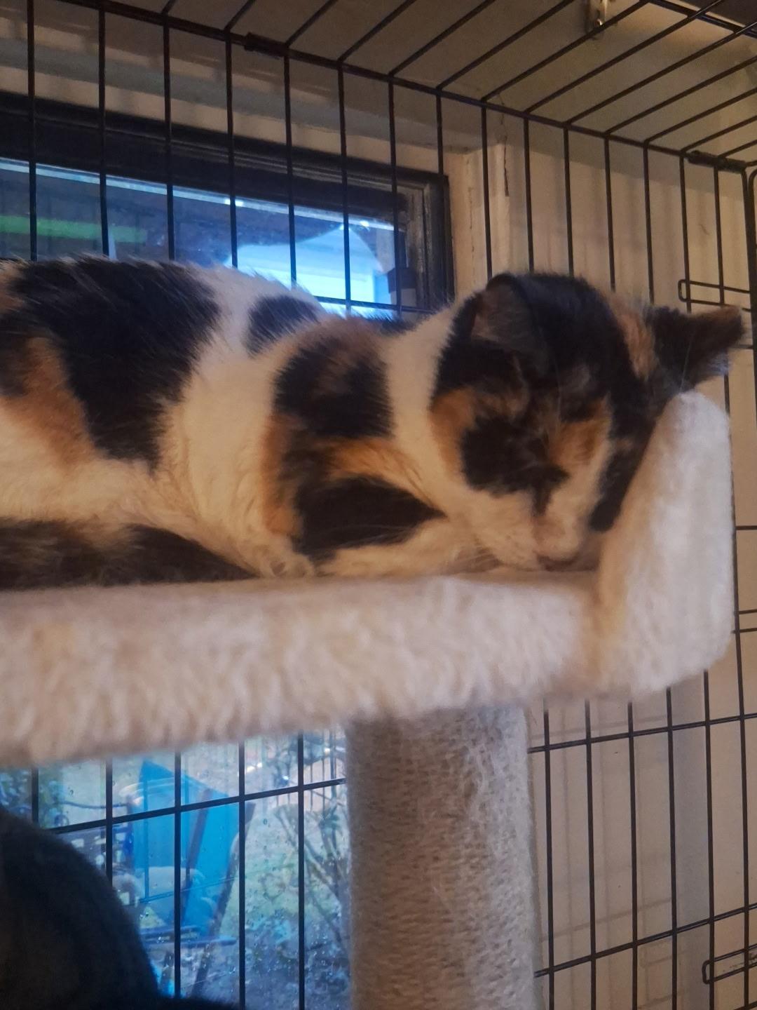 Hope and Faith, a Adoptable Domestic Short Hair in Wilmington, NC image 5/6