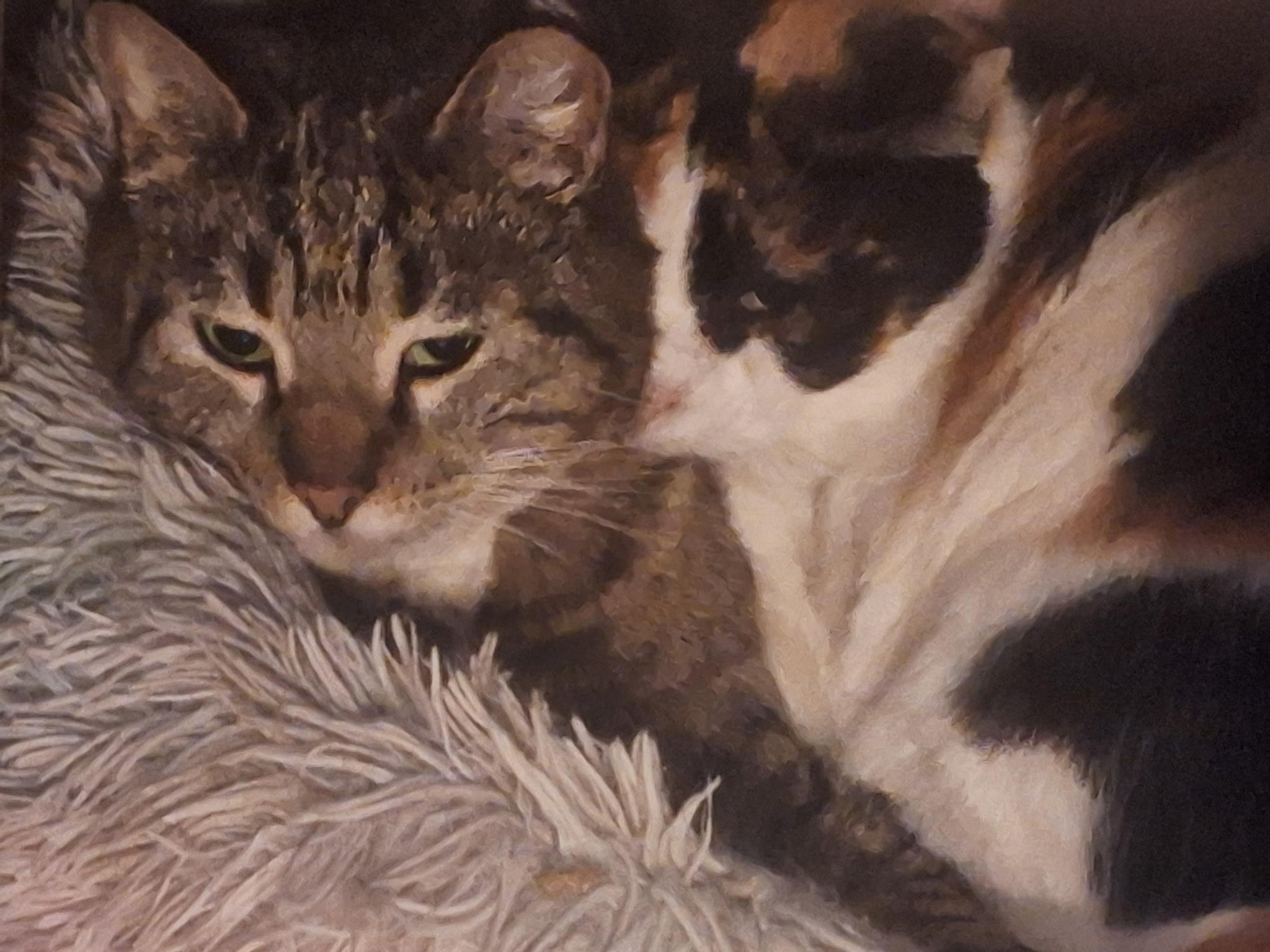Hope and Faith, a Adoptable Domestic Short Hair in Wilmington, NC image 1/6