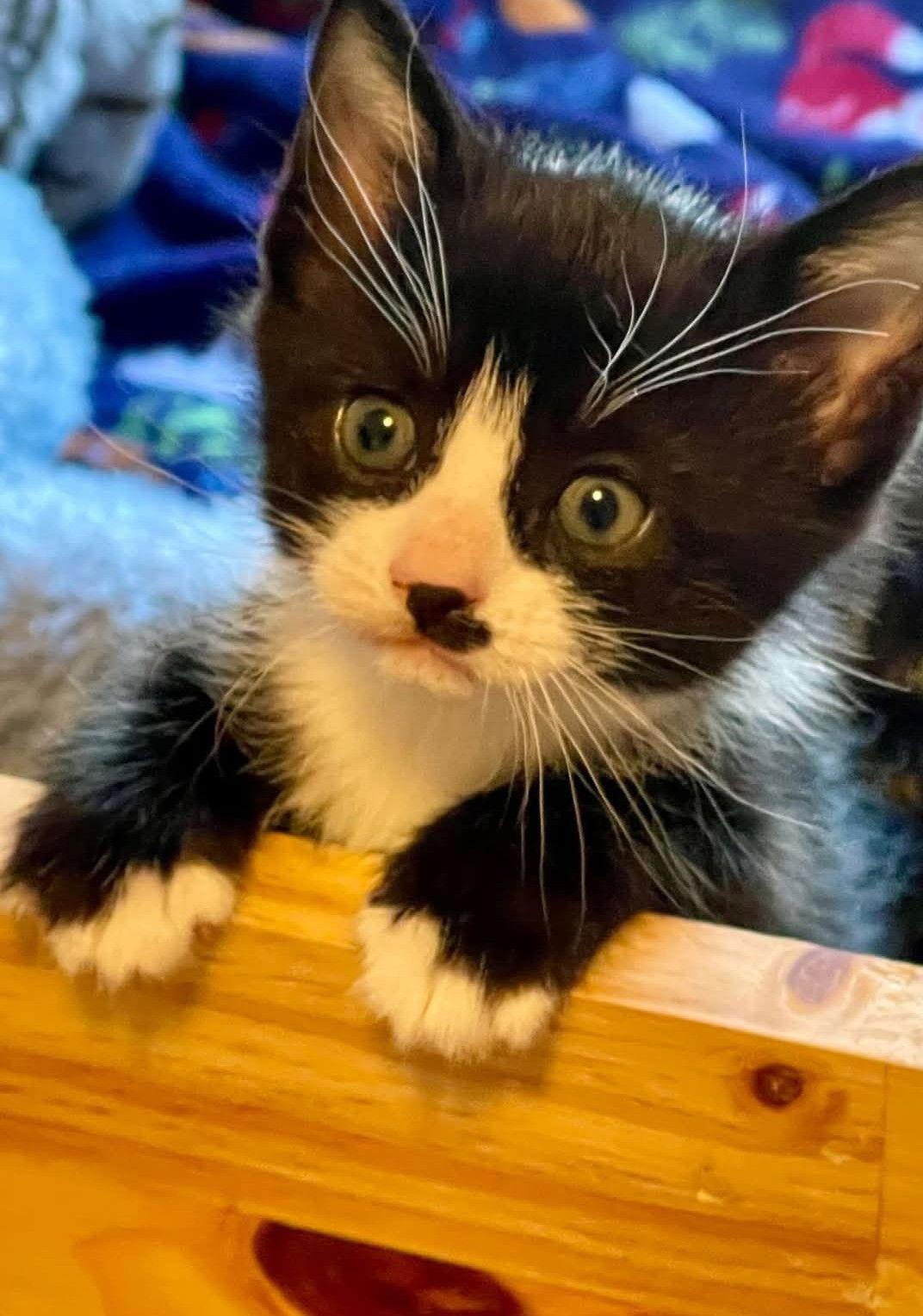 Boris, Adoptable, Kitten Male Tuxedo & Domestic Short Hair.