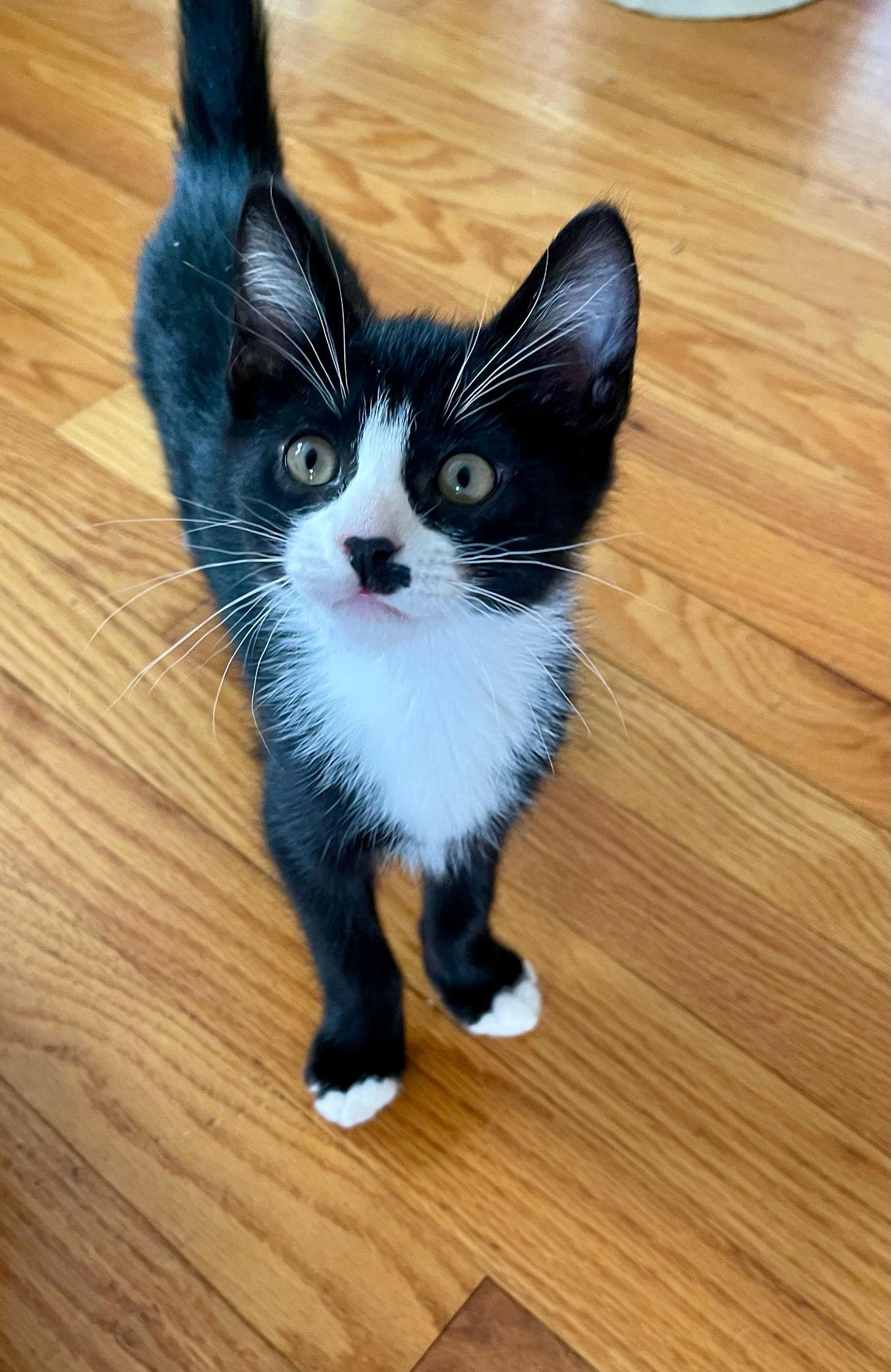 Enlarge Boris, a Adoptable mixed breed in Flint Hill, VA image 3/3