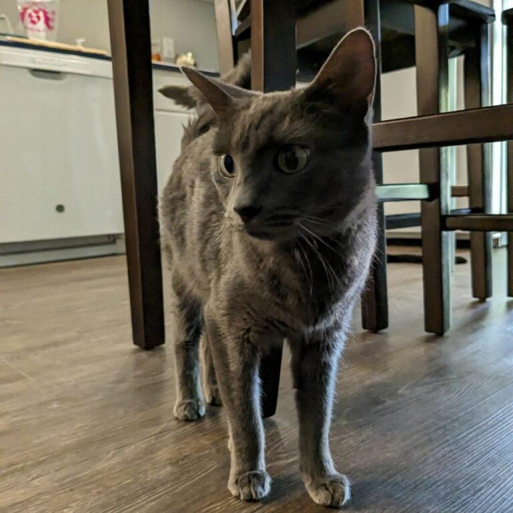 Lily, Adoptable, Adult Female Domestic Short Hair.