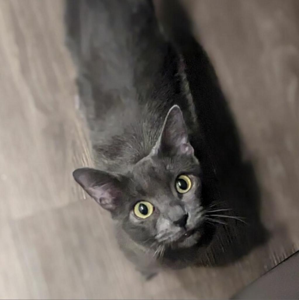 Lily, a Adoptable Domestic Short Hair in Phoenix, AZ image 2/6