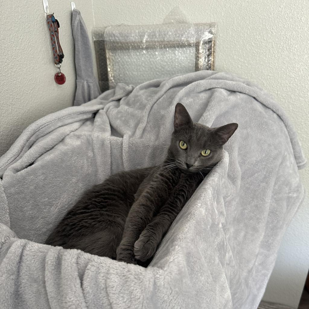 Lily, a Adoptable Domestic Short Hair in Phoenix, AZ image 3/6
