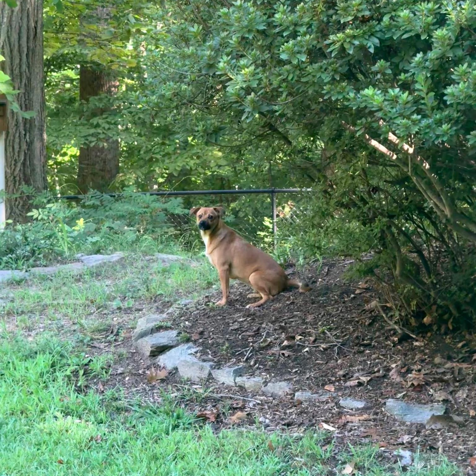 Enlarge Amber, a Adoptable mixed breed in Hughesville, MD image 5/6