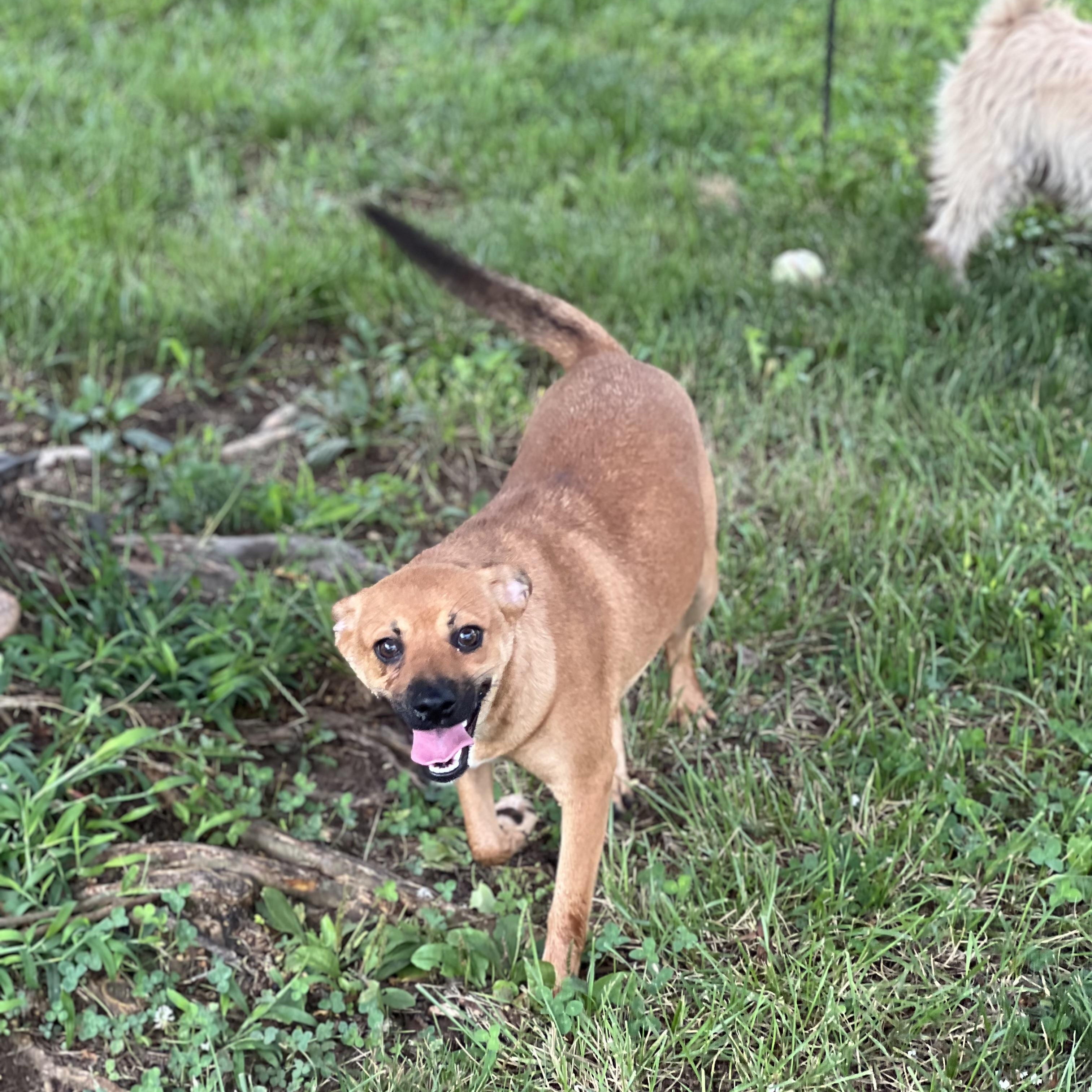 Enlarge Amber, a Adoptable mixed breed in Hughesville, MD image 3/6