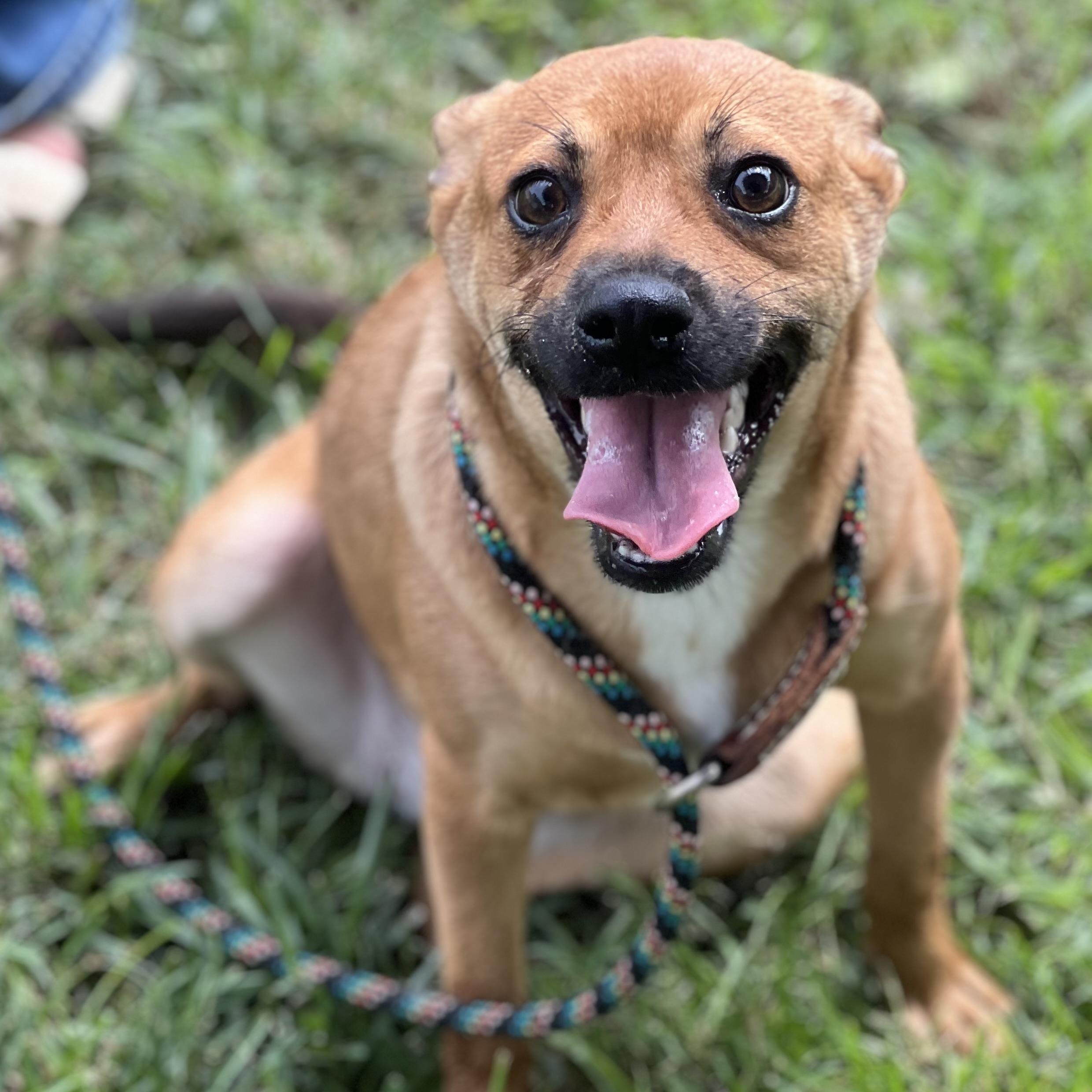 Amber, Adoptable, Adult Female Chihuahua.