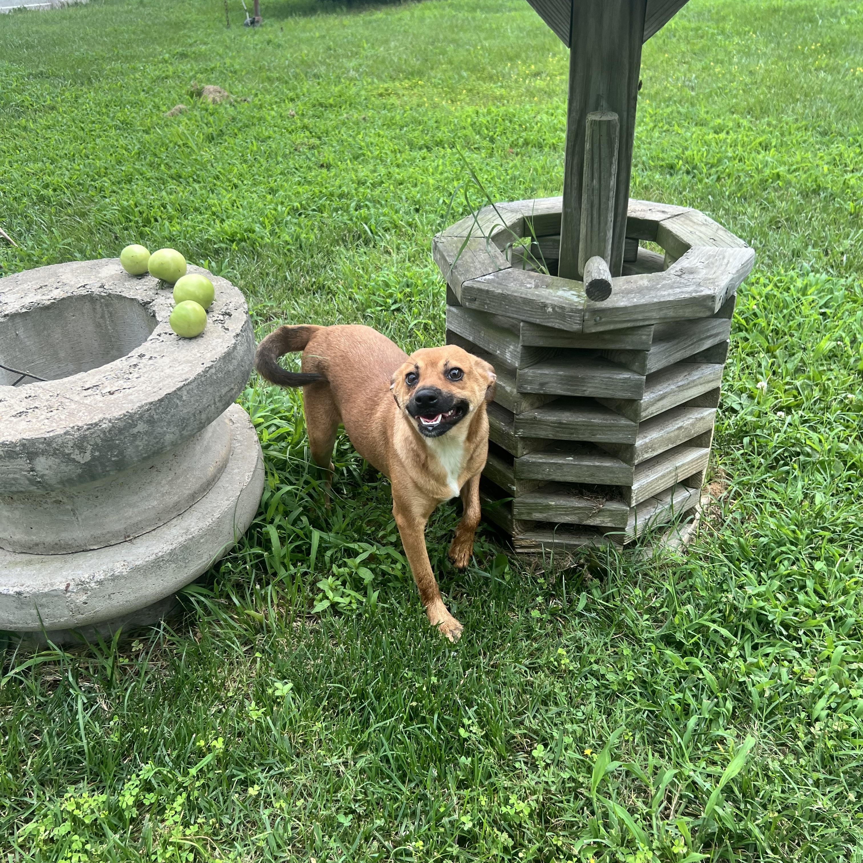 Enlarge Amber, a Adoptable mixed breed in Hughesville, MD image 2/6