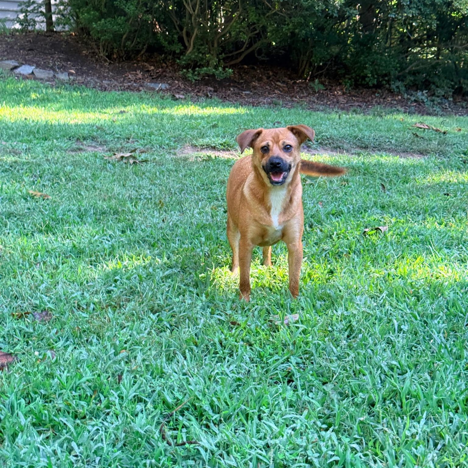 Enlarge Amber, a Adoptable mixed breed in Hughesville, MD image 4/6