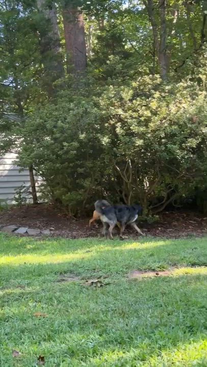 Enlarge Amber, a Adoptable mixed breed in Hughesville, MD video 6/6