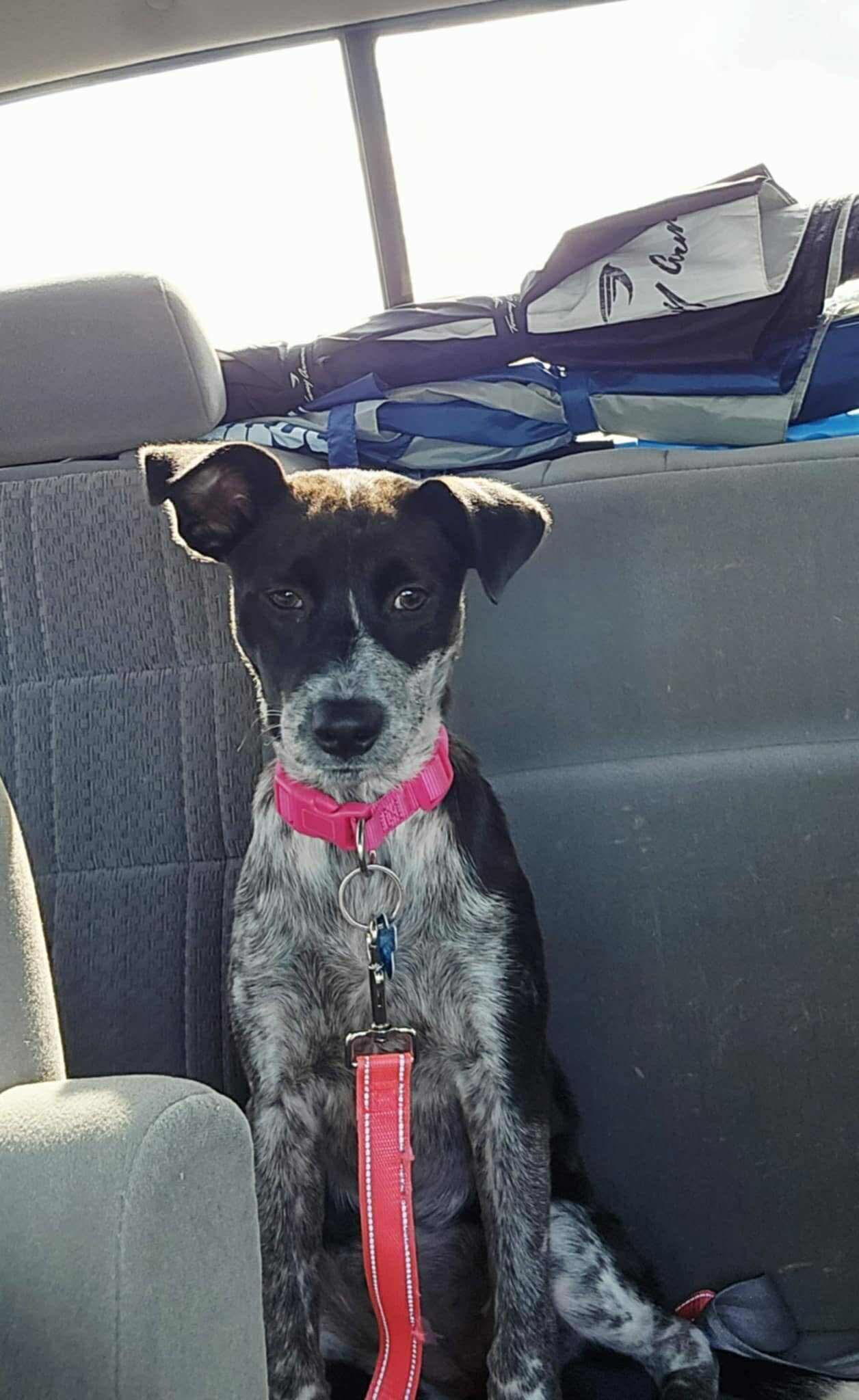 Bella 2.0