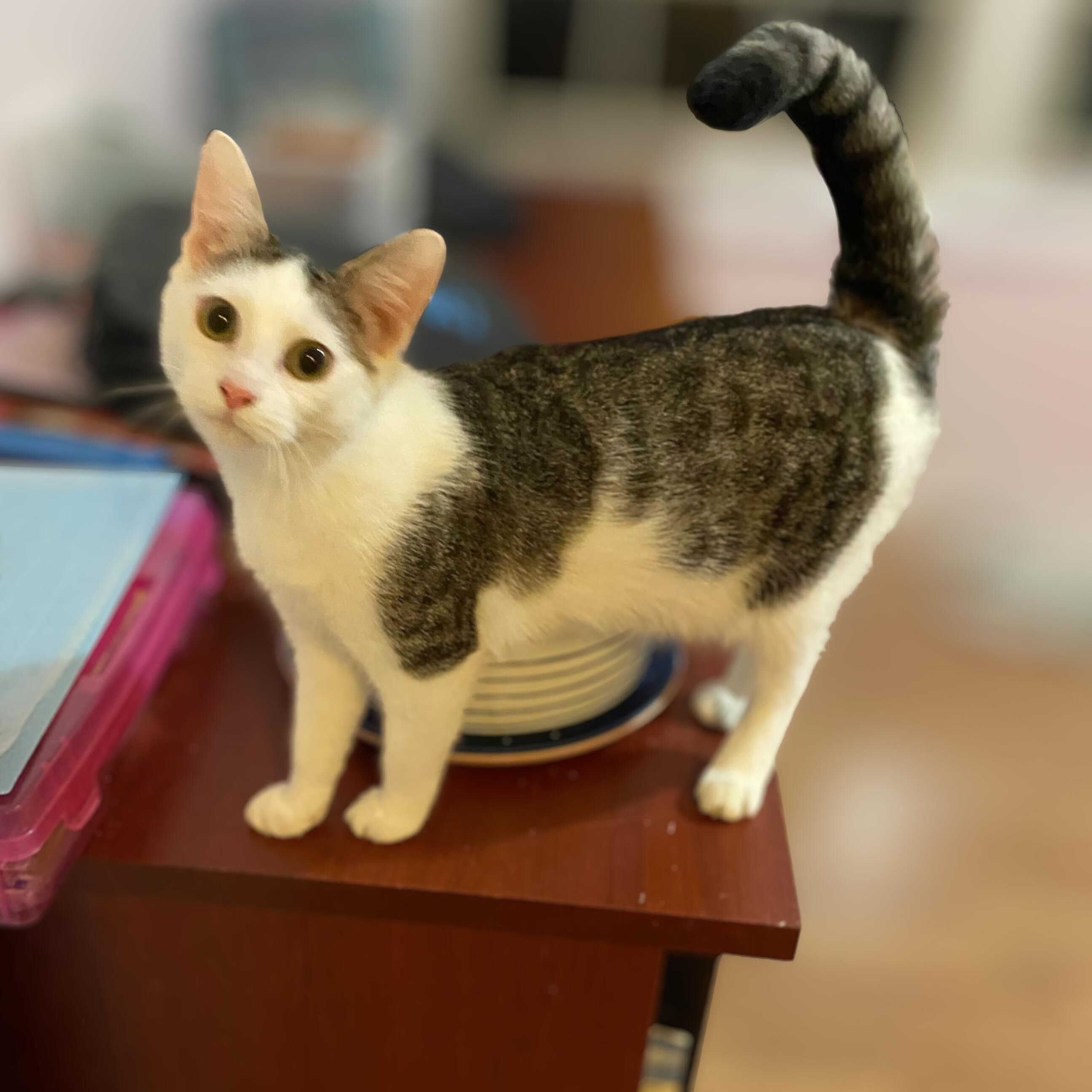 Opal, ADOPTABLE, Young Female Domestic Short Hair.