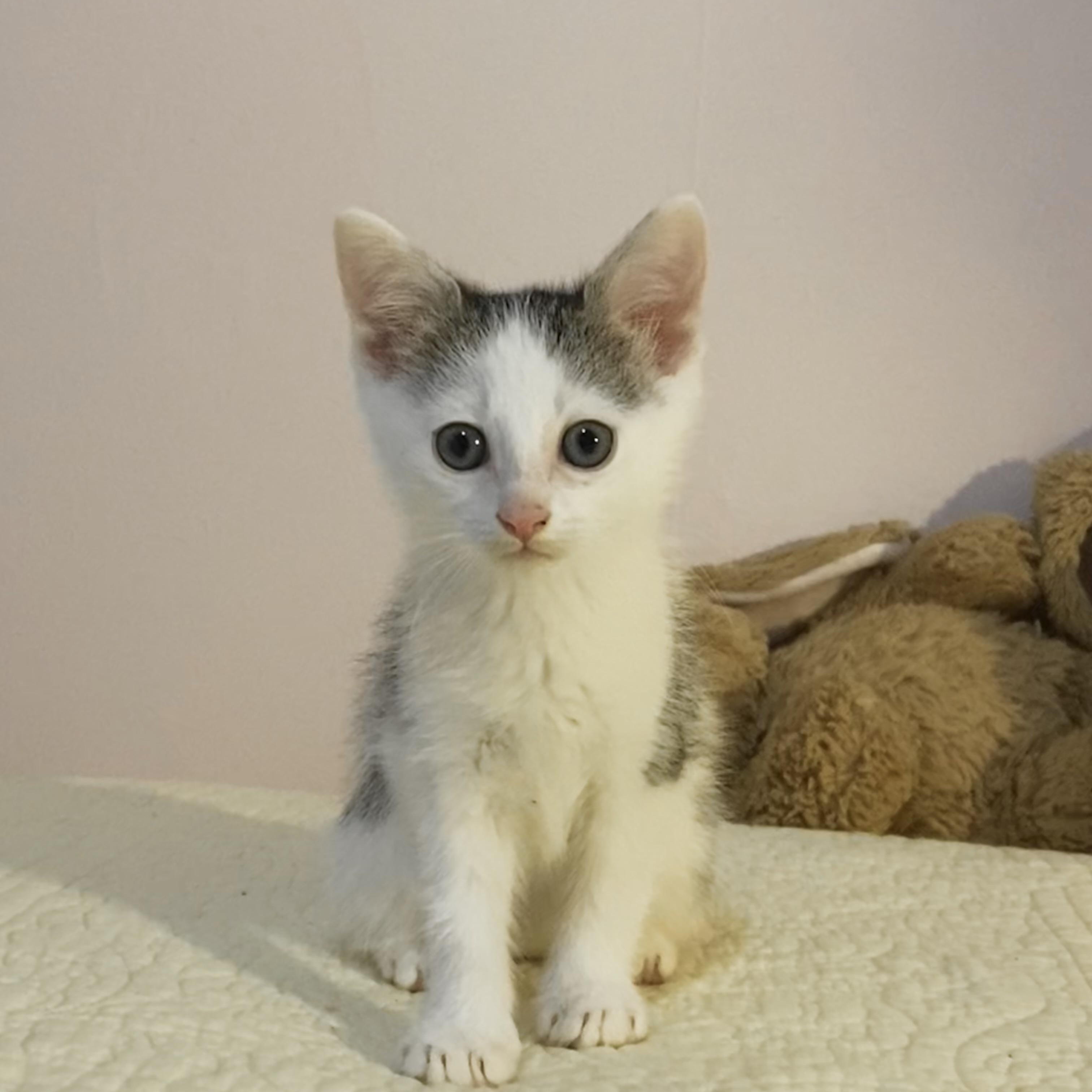 Opal, a ADOPTABLE Domestic Short Hair in Clyde, NC image 2/3