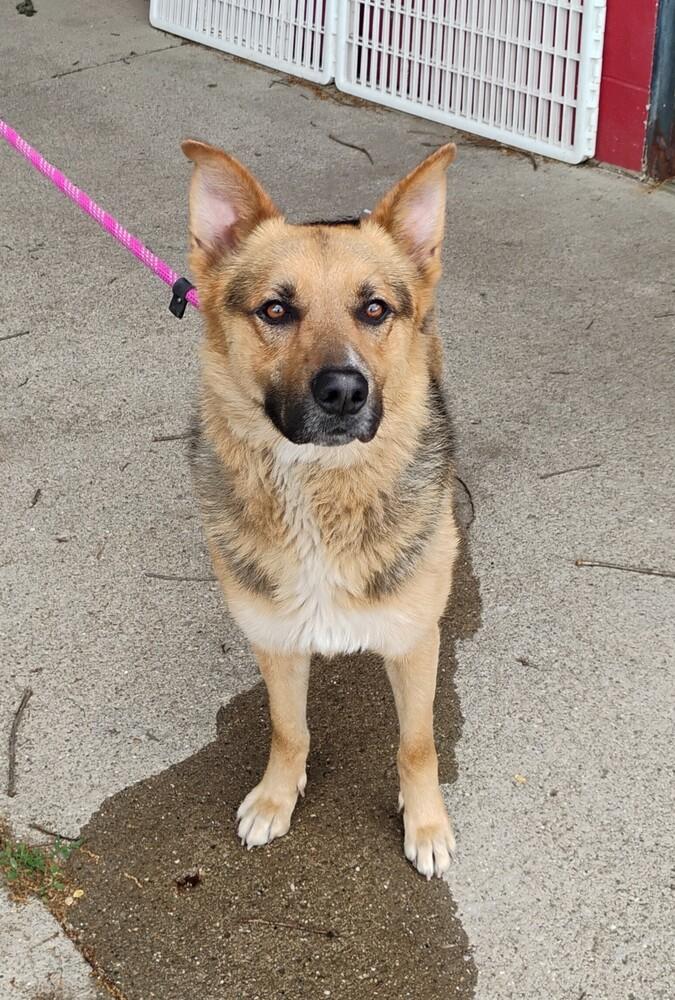 Enlarge Noah #85, a Adoptable German Shepherd Dog in New Lexington, OH image 1/1