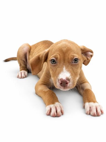 Enlarge Pretty Girl, a Adoptable mixed breed in Bowling Green, KY image 1/3