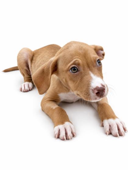 Enlarge Pretty Girl, a Adoptable mixed breed in Bowling Green, KY image 2/3