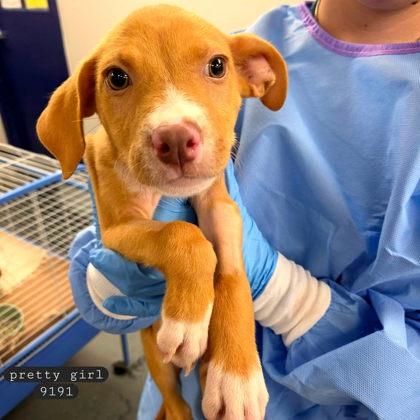 Enlarge Pretty Girl, a Adoptable mixed breed in Bowling Green, KY image 3/3