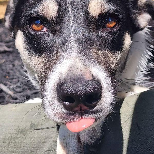Tessa, Adoptable, Young Female Shepherd.