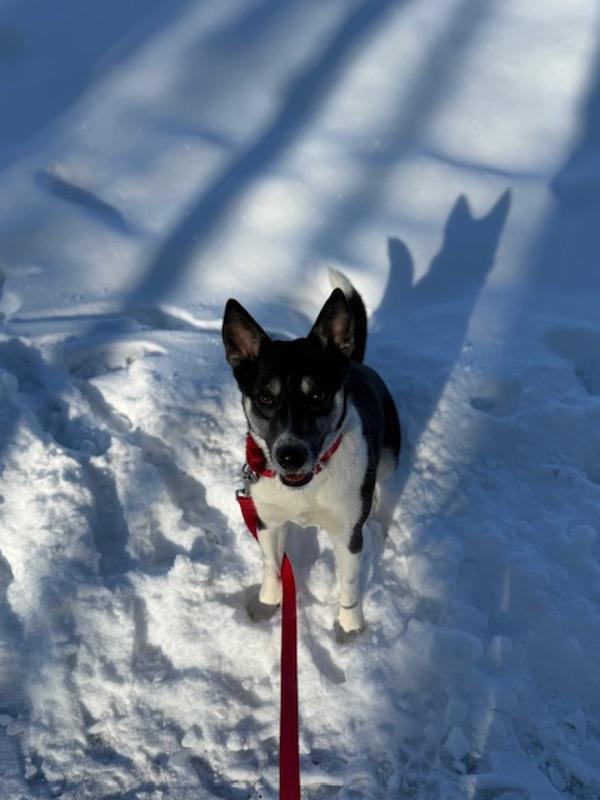 Enlarge Tessa, a Adoptable mixed breed in Stratham, NH image 2/4