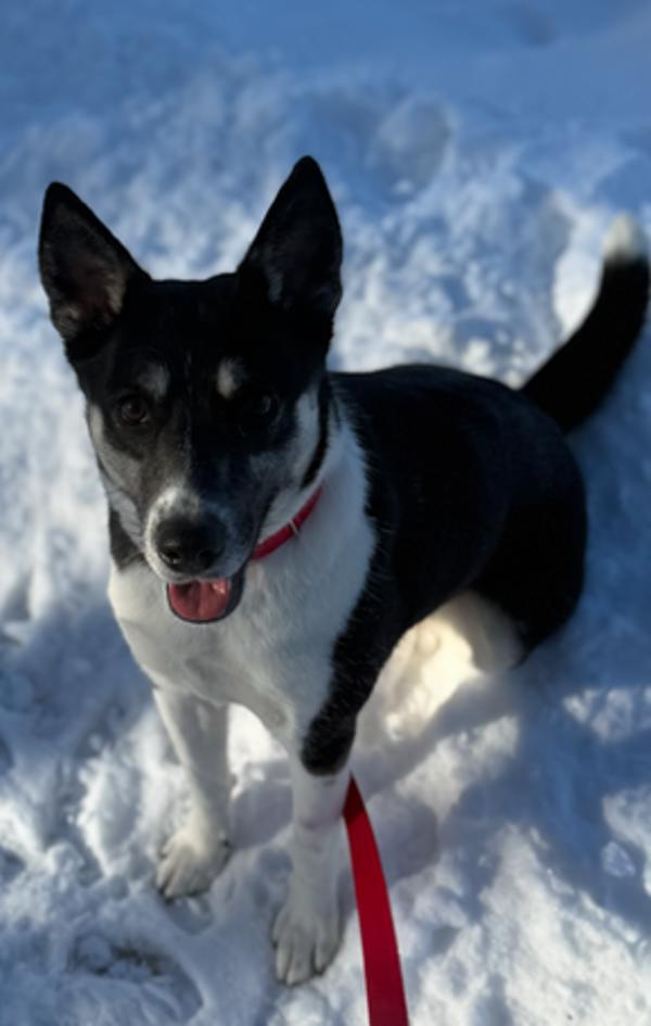 Enlarge Tessa, a Adoptable mixed breed in Stratham, NH image 3/4