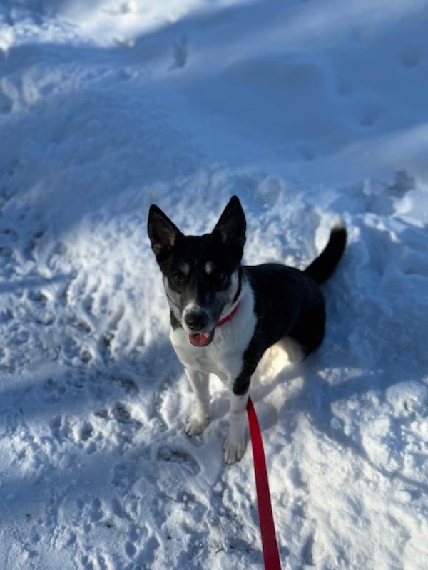 Enlarge Tessa, a Adoptable mixed breed in Stratham, NH image 4/4