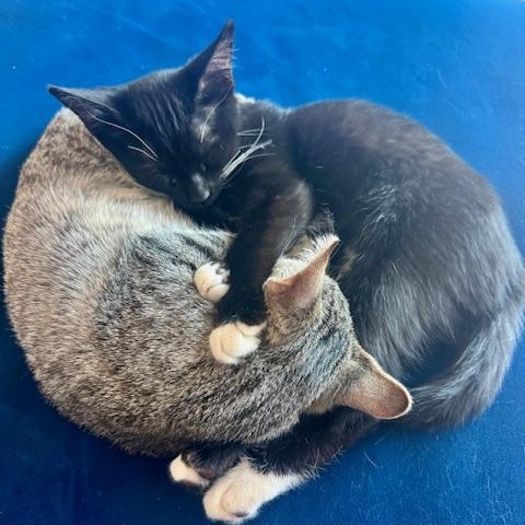 Rosie (bonded with Tabitha) photo 4