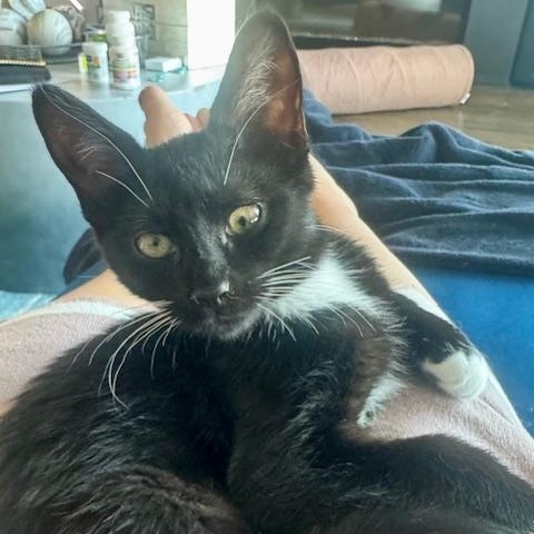 Rosie (bonded with Tabitha), Baby Female Domestic Short Hair