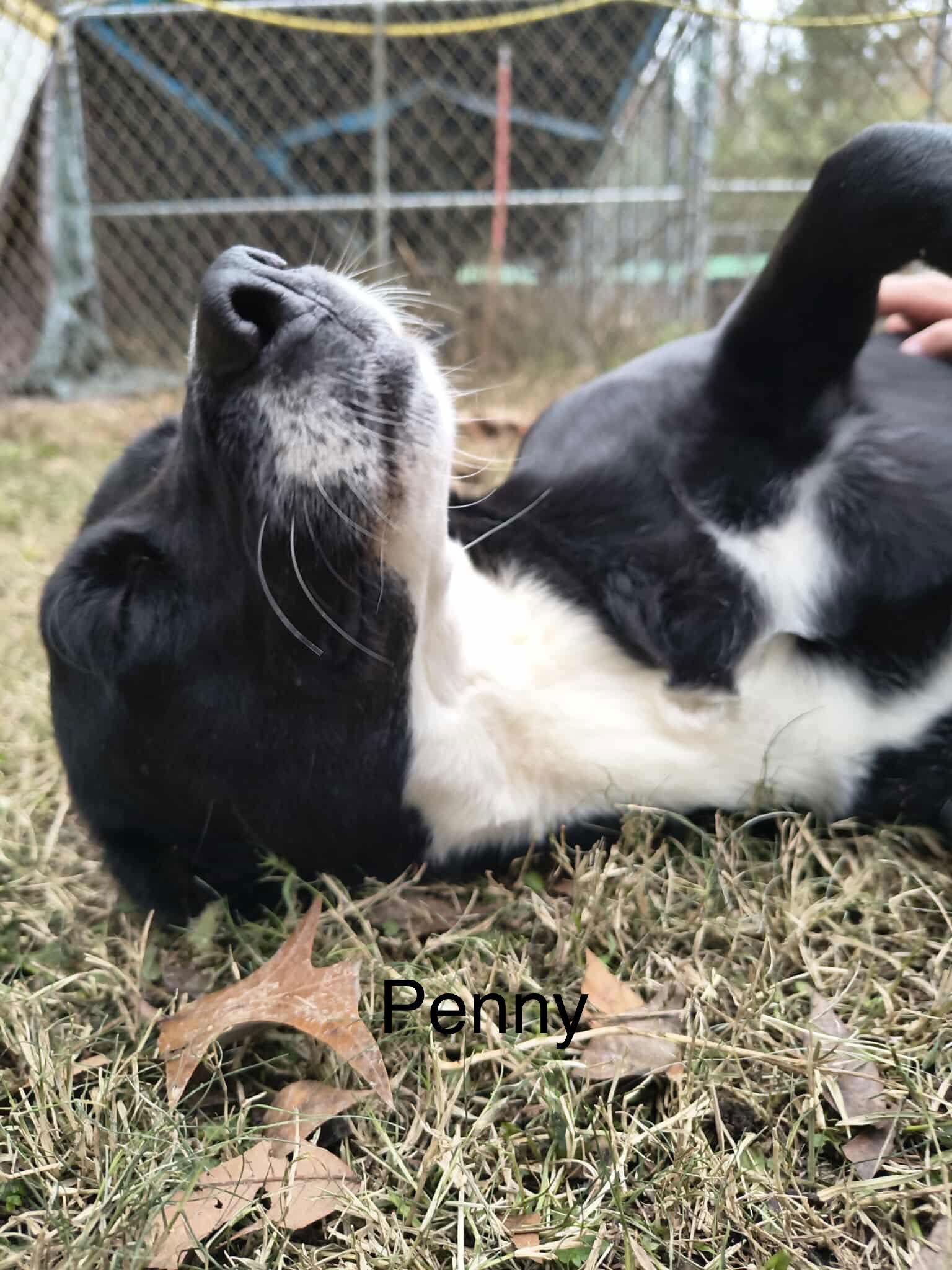 Enlarge Penny (P pups), a Adoptable Mixed Breed in Farmerville, LA image 1/3