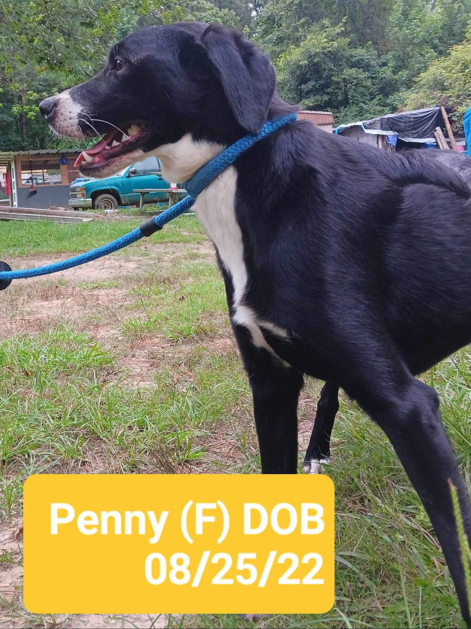 Penny (P pups), Adoptable, Young Female Mixed Breed.