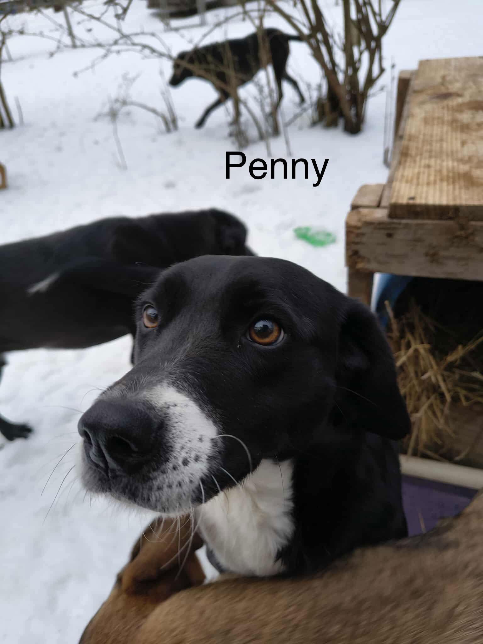 Enlarge Penny (P pups), a Adoptable Mixed Breed in Farmerville, LA image 2/3