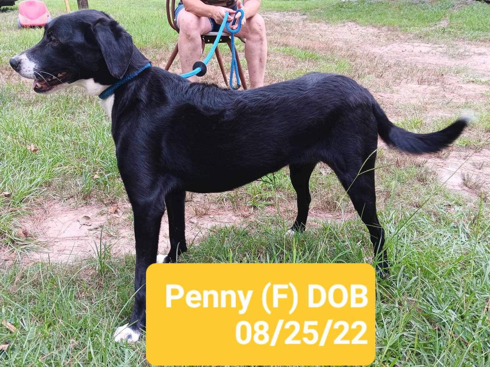 Enlarge Penny (P pups), a Adoptable Mixed Breed in Farmerville, LA image 2/2