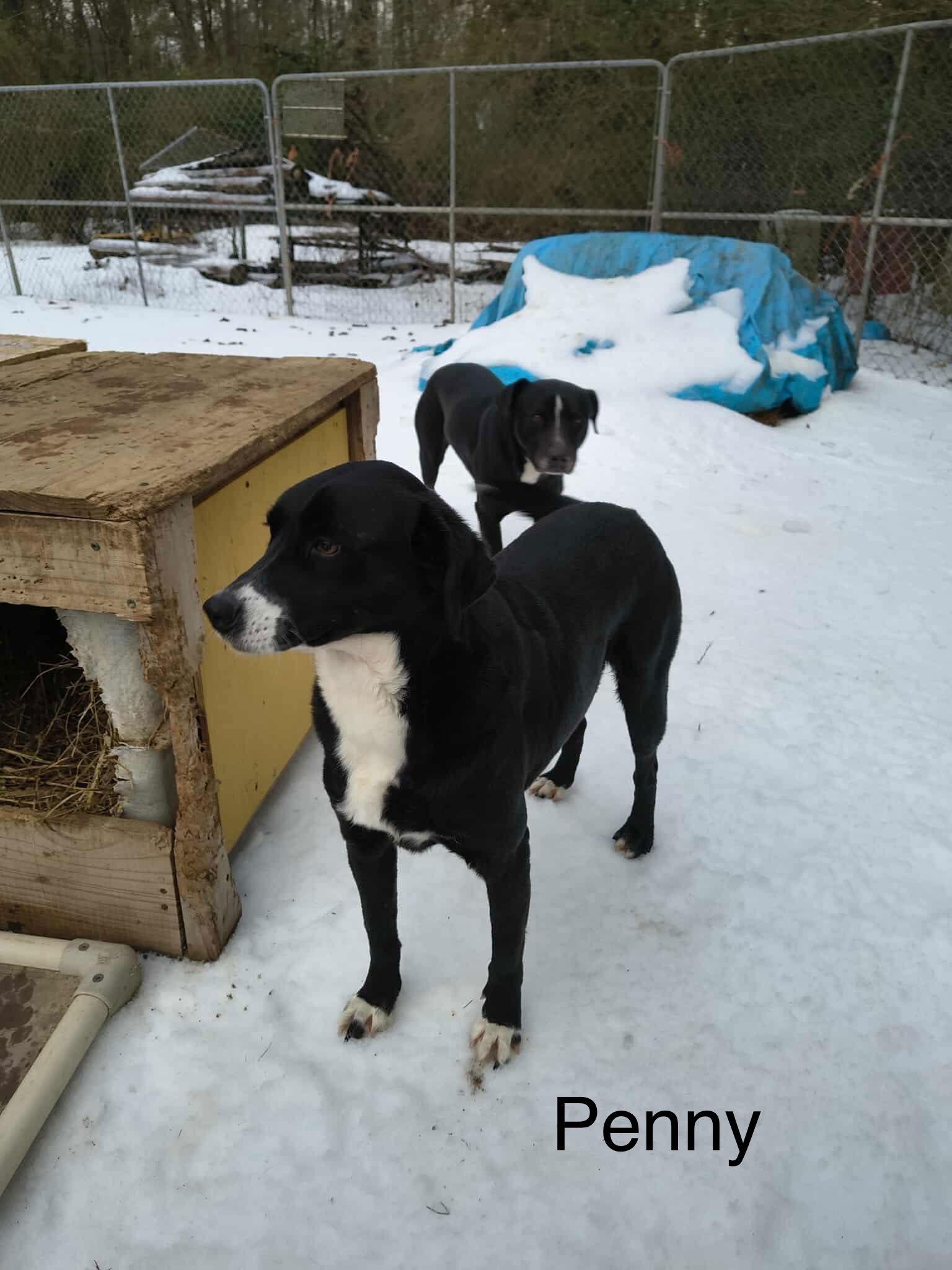 Enlarge Penny (P pups), a Adoptable Mixed Breed in Farmerville, LA image 3/3