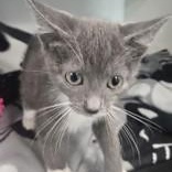 Enlarge Cupcake, a Adopted Domestic Short Hair in Edgewood, NM image 1/1