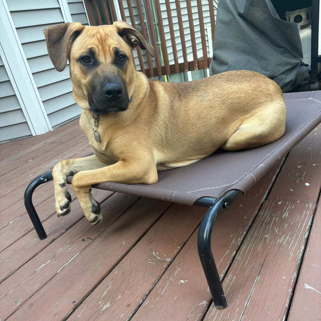 Enlarge CT Tyson (Home in Columbia CT), a Adoptable mixed breed in Eastford, CT image 2/5