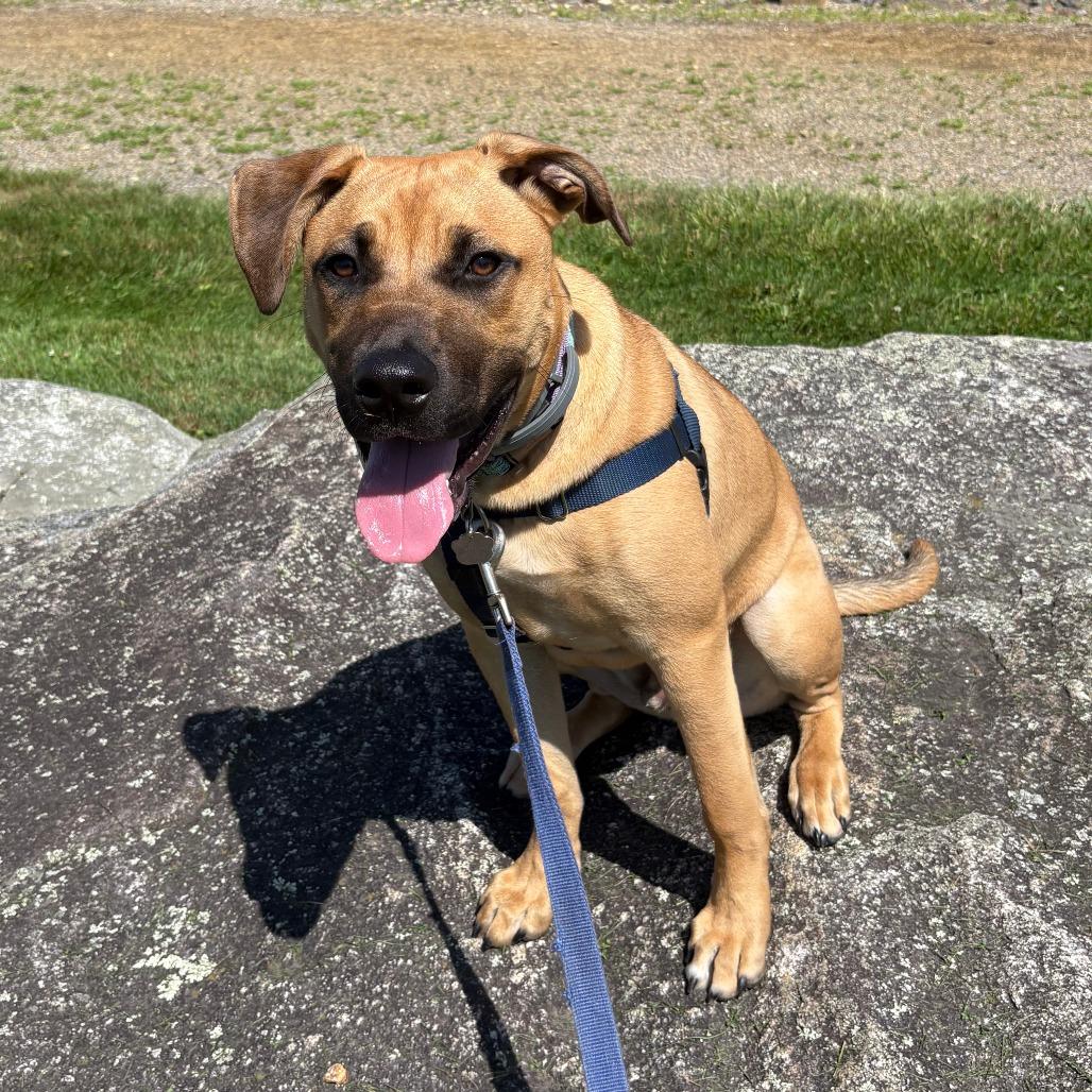 Enlarge CT Tyson (Home in Columbia CT), a Adoptable mixed breed in Eastford, CT image 3/5